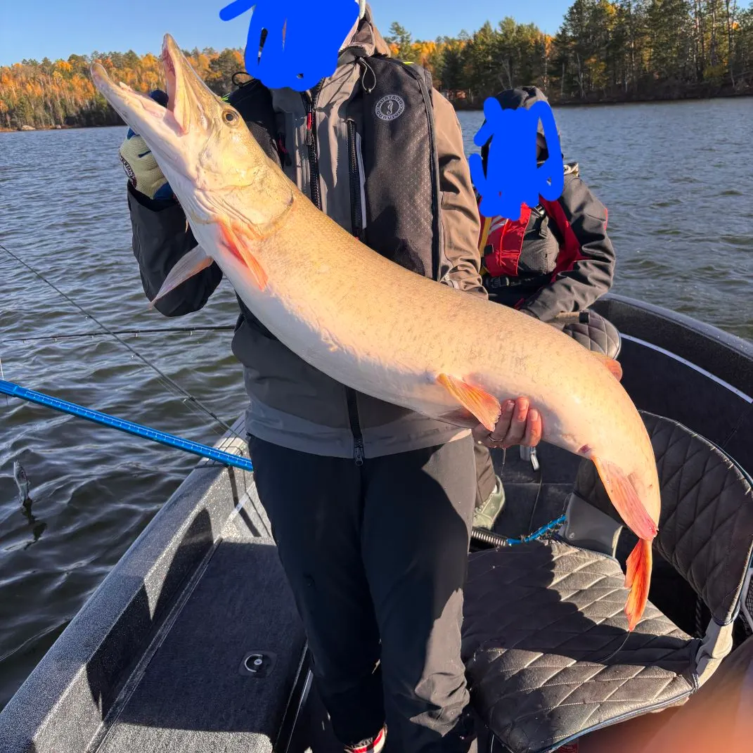 Muskie caught on Fishbrain