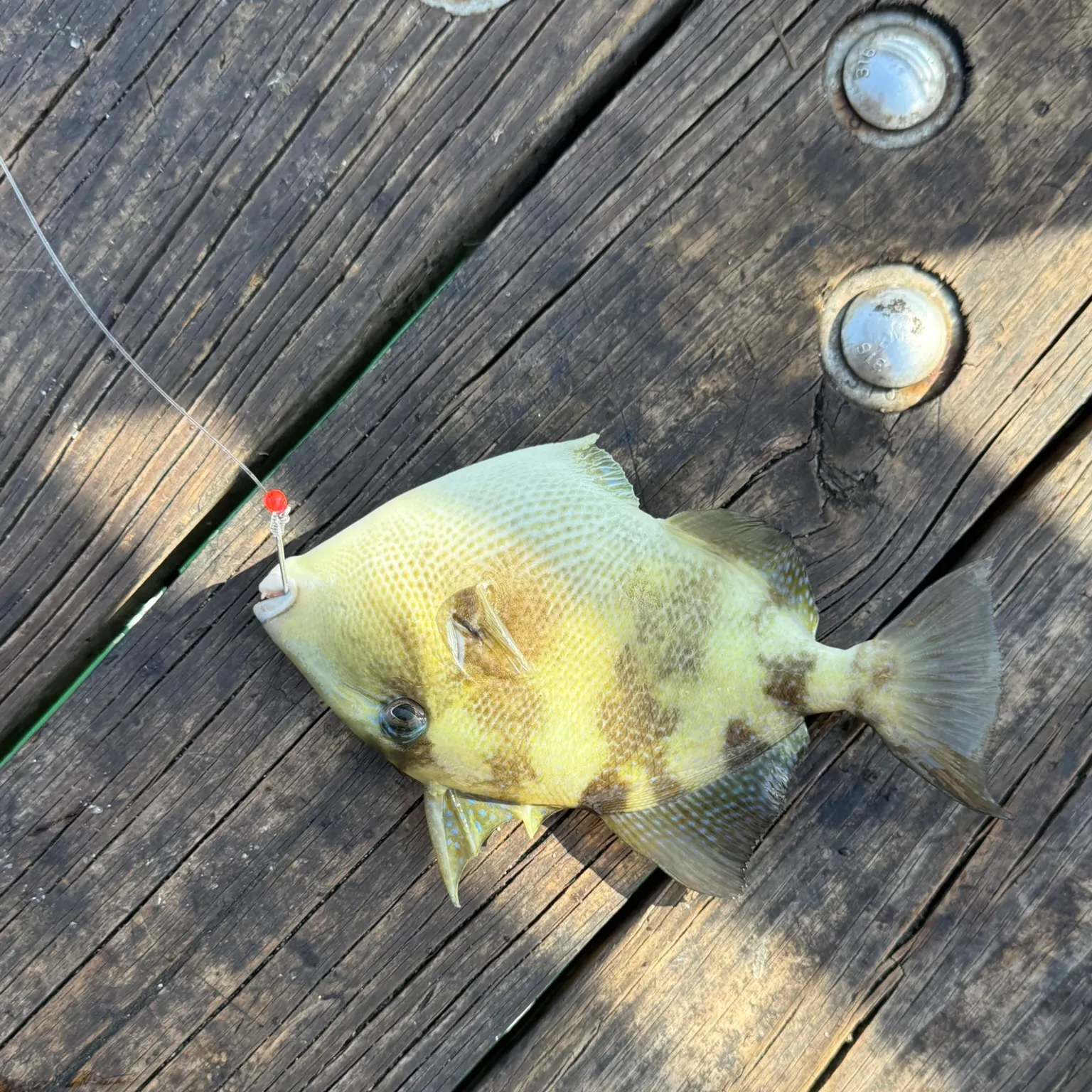 The most recent Modest filefish catches on Fishbrain
