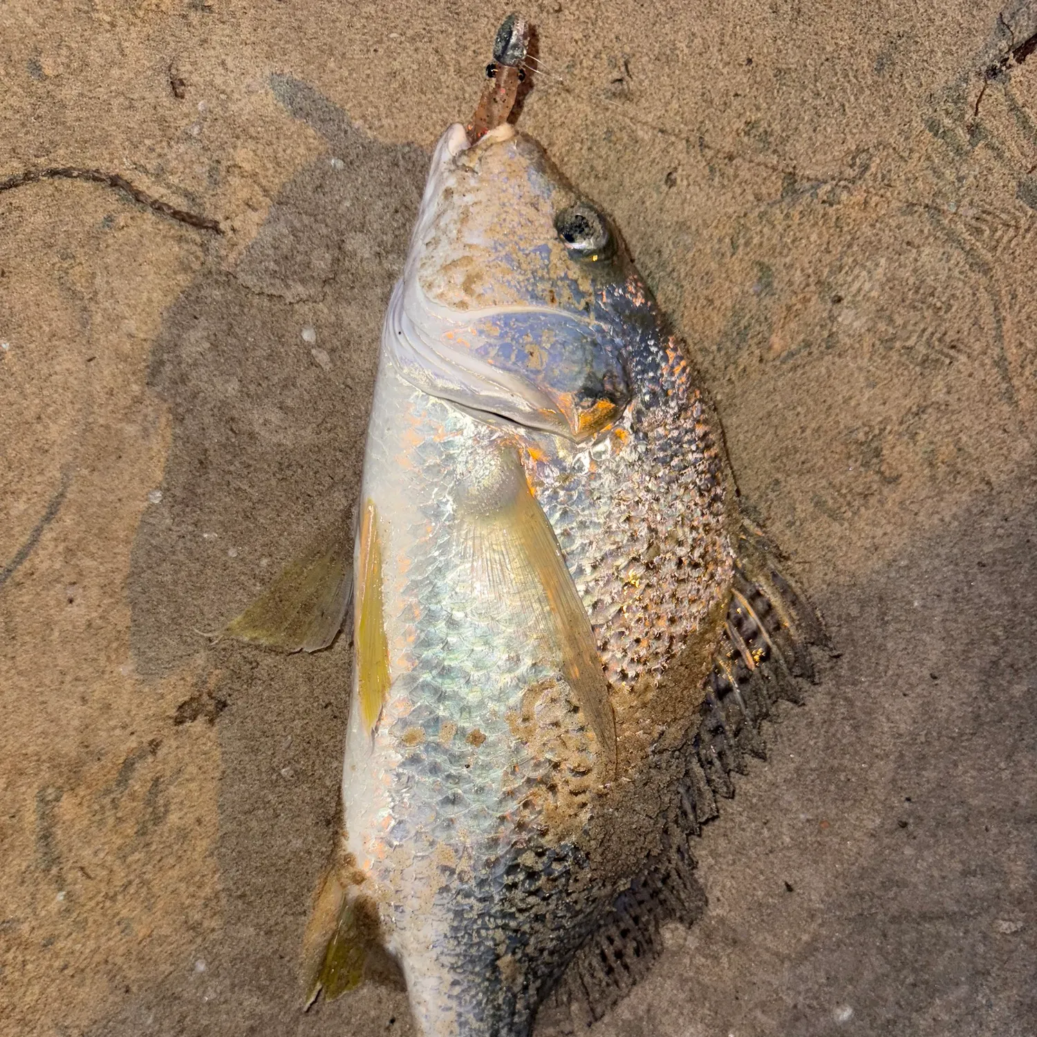 The most recent Silver grunt catches on Fishbrain