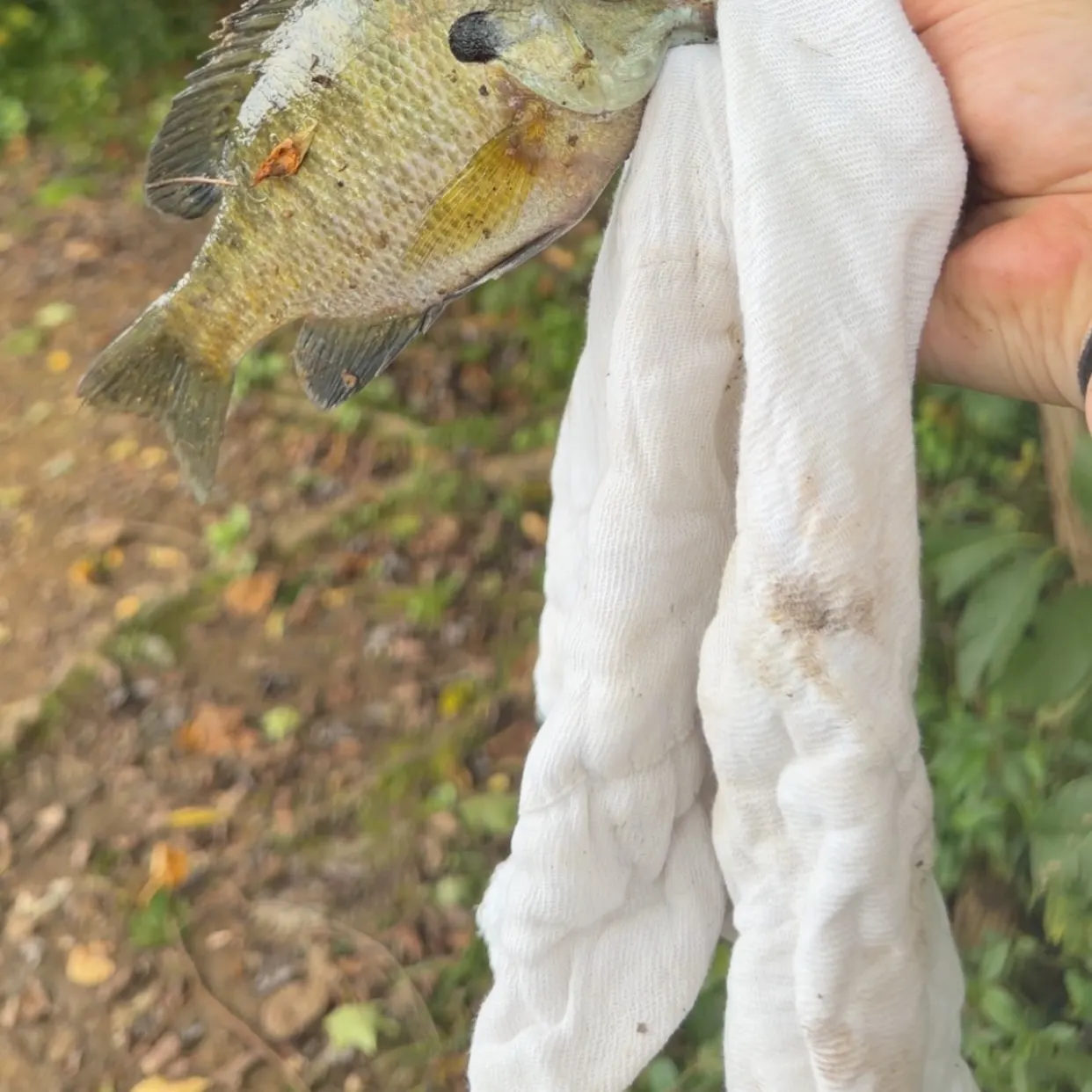 Bluegill caught on Fishbrain