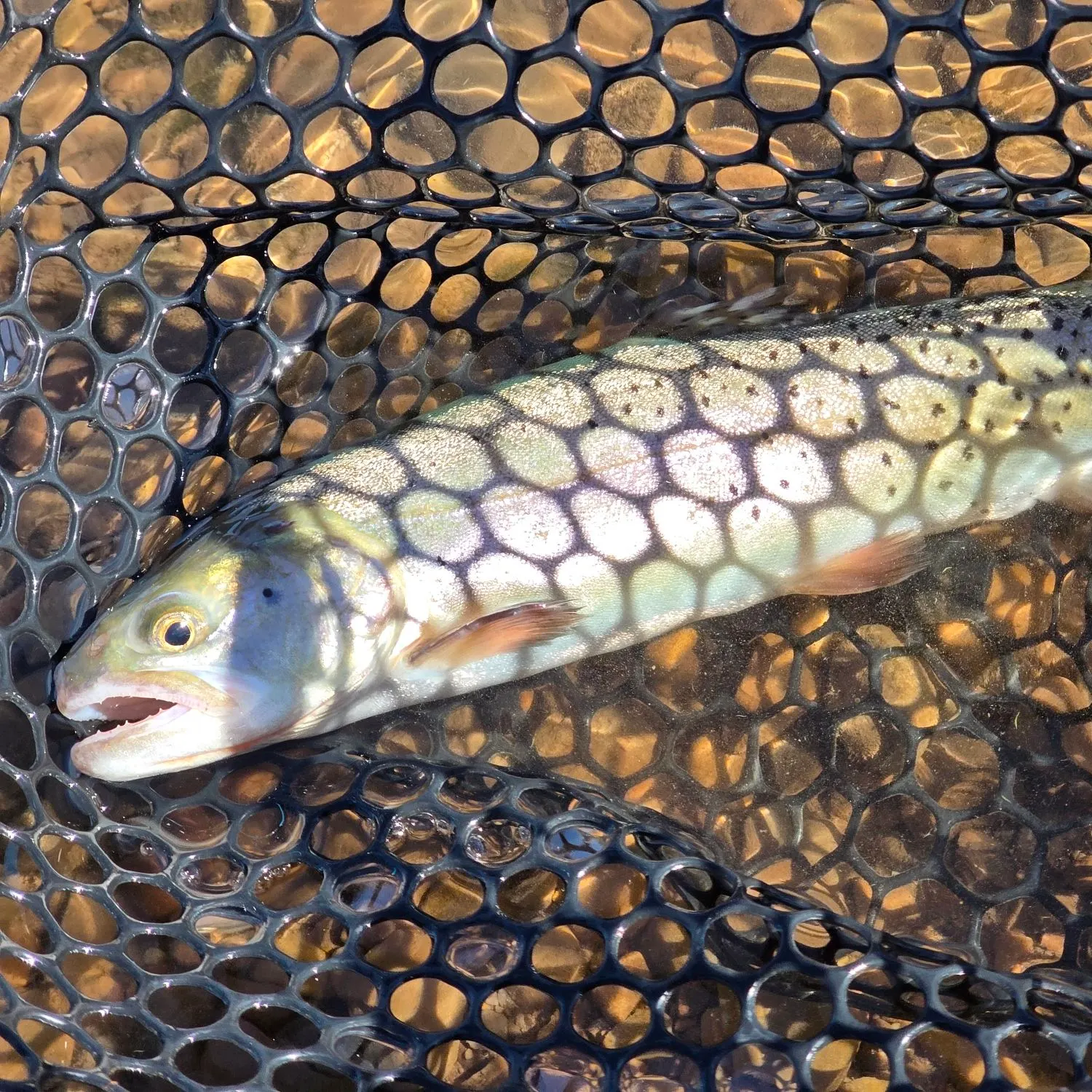Cutthroat trout caught on Fishbrain