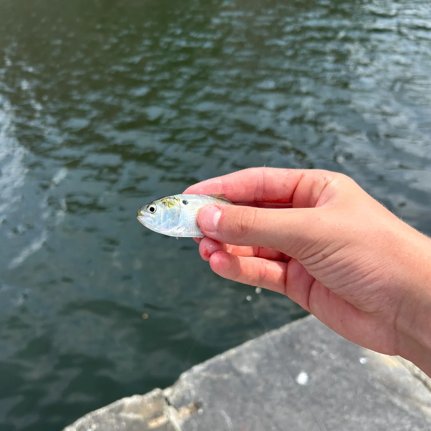 The most recent Allis shad catches on Fishbrain