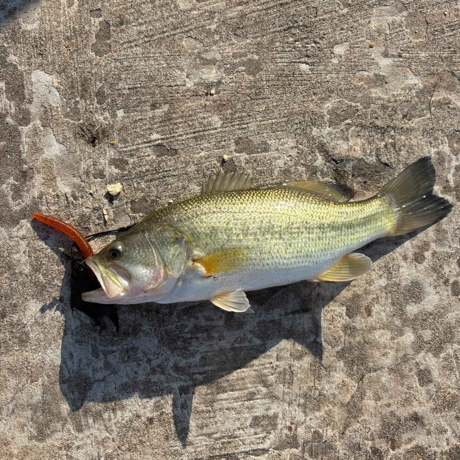 Largemouth bass caught on Fishbrain