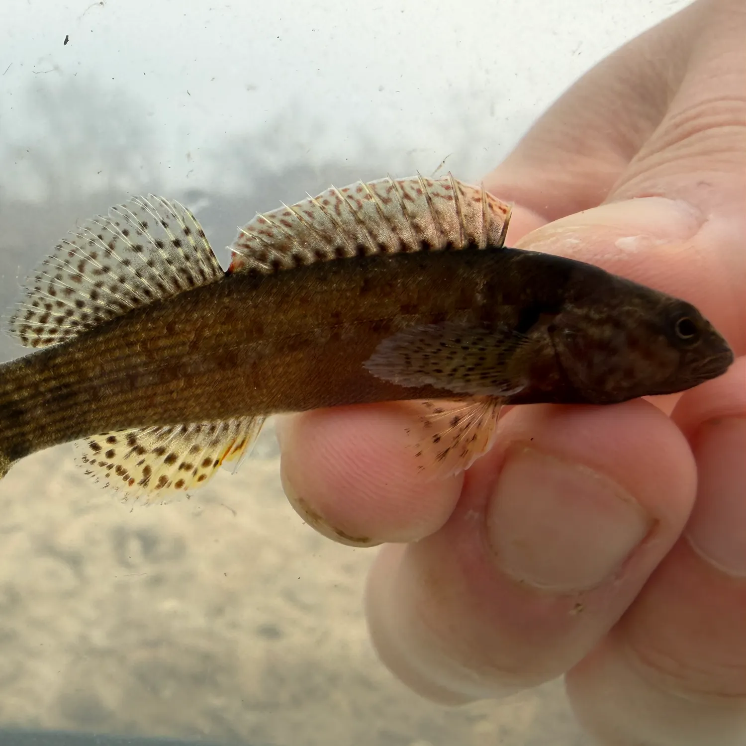 The most recent Spotted darter catches on Fishbrain