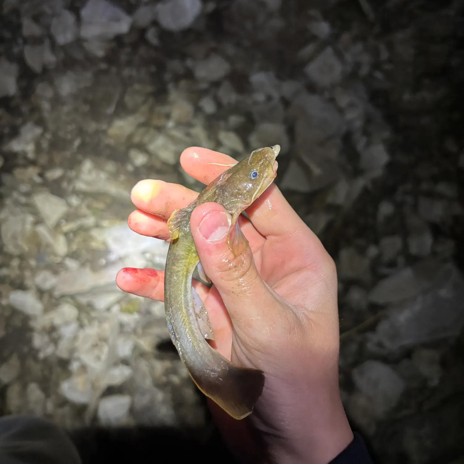 The most recent Stonecat catches on Fishbrain