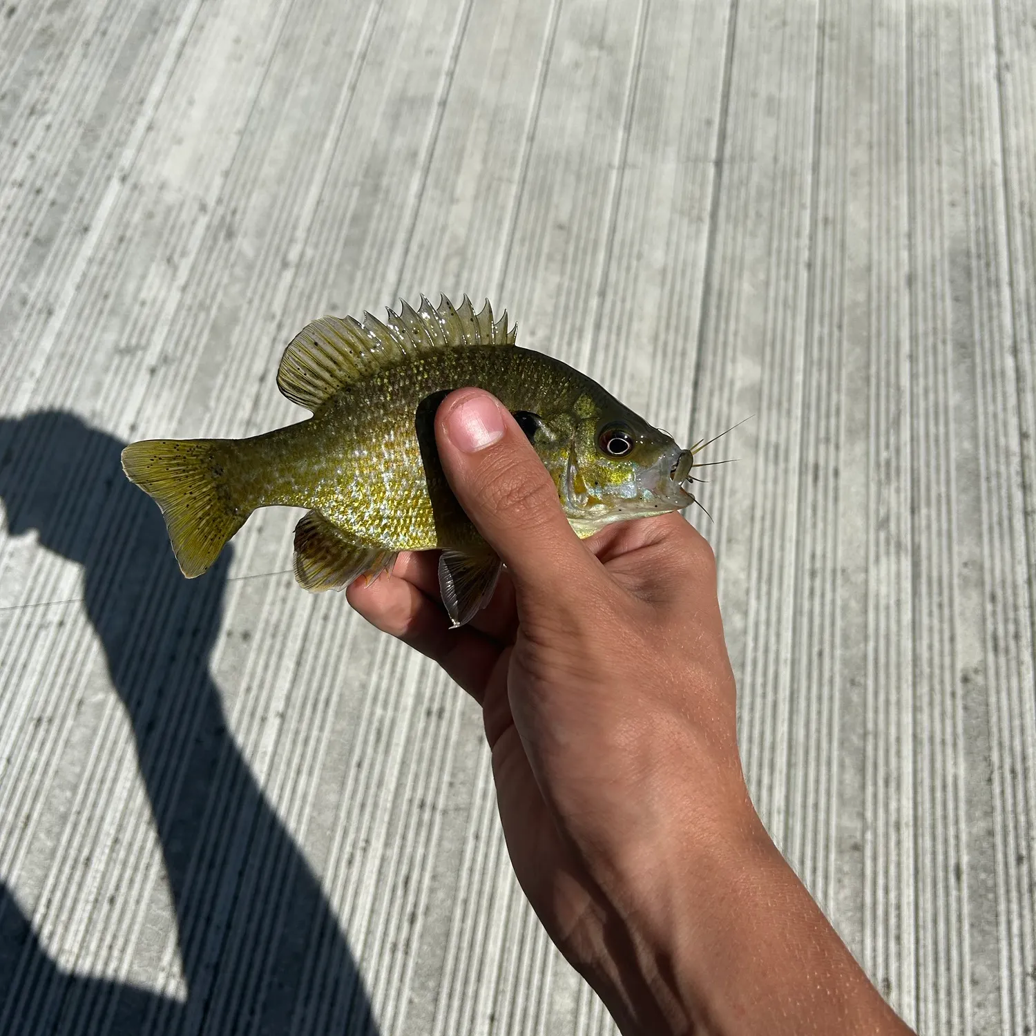 Bluegill caught on Fishbrain