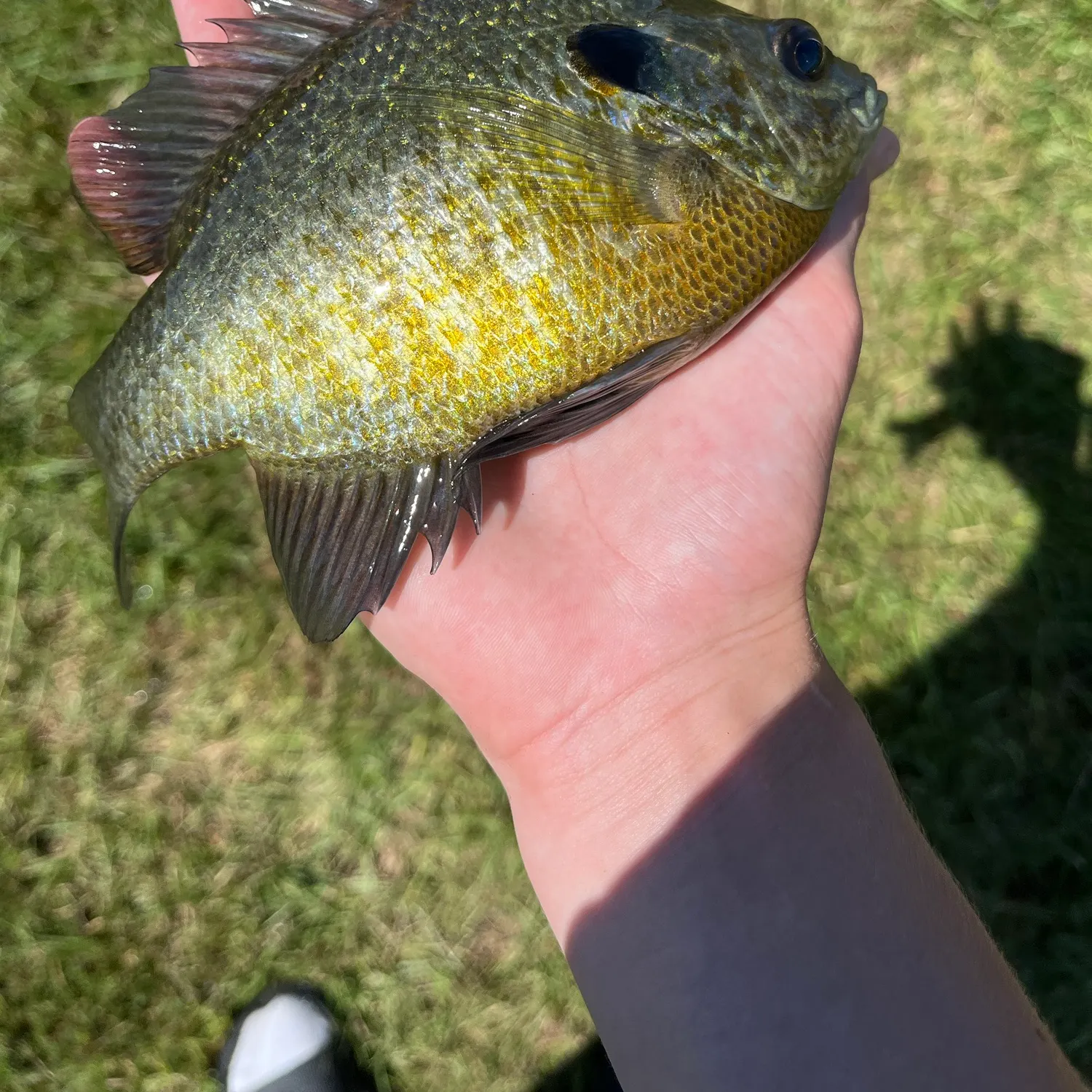 Bluegill caught on Fishbrain