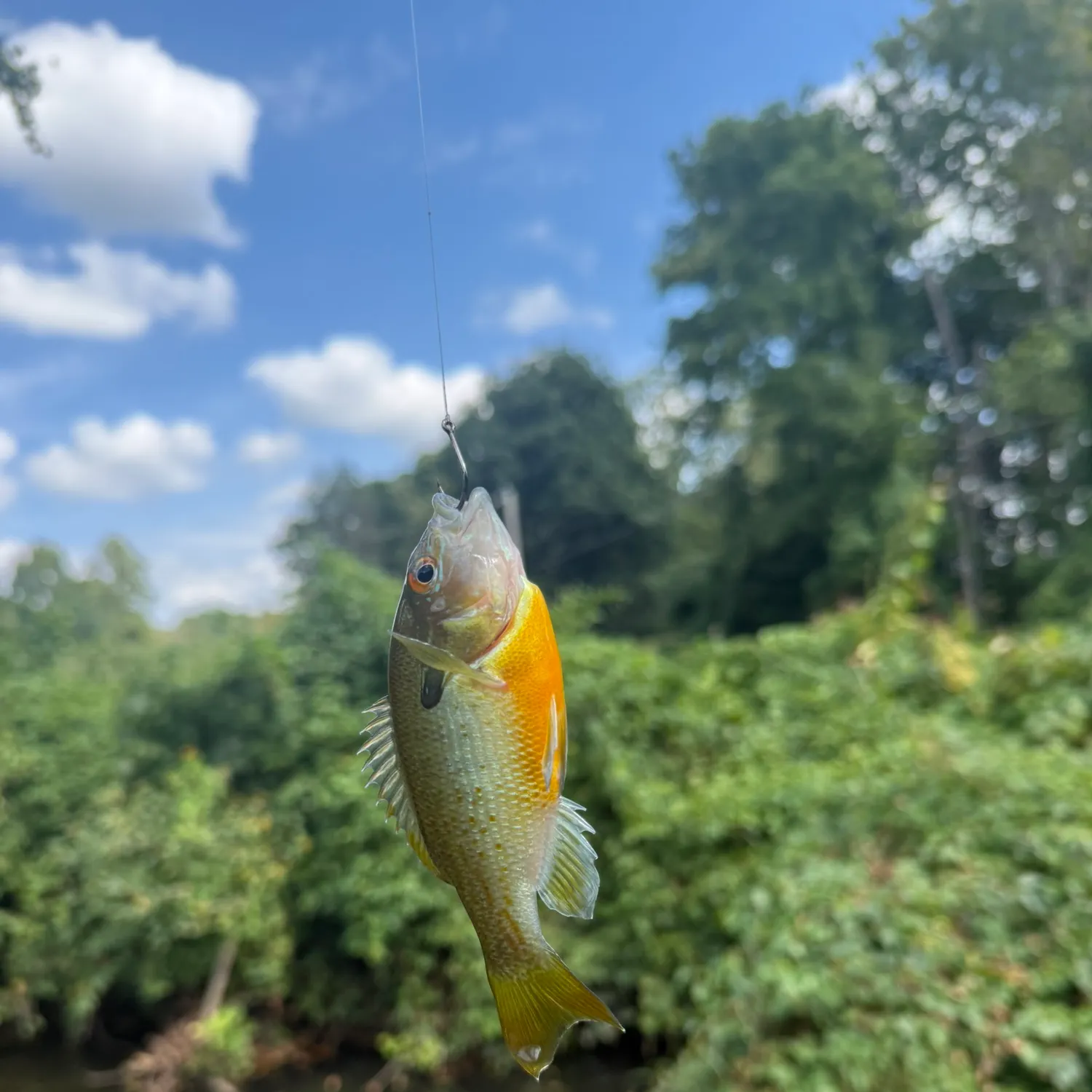 Redbreast sunfish caught on Fishbrain