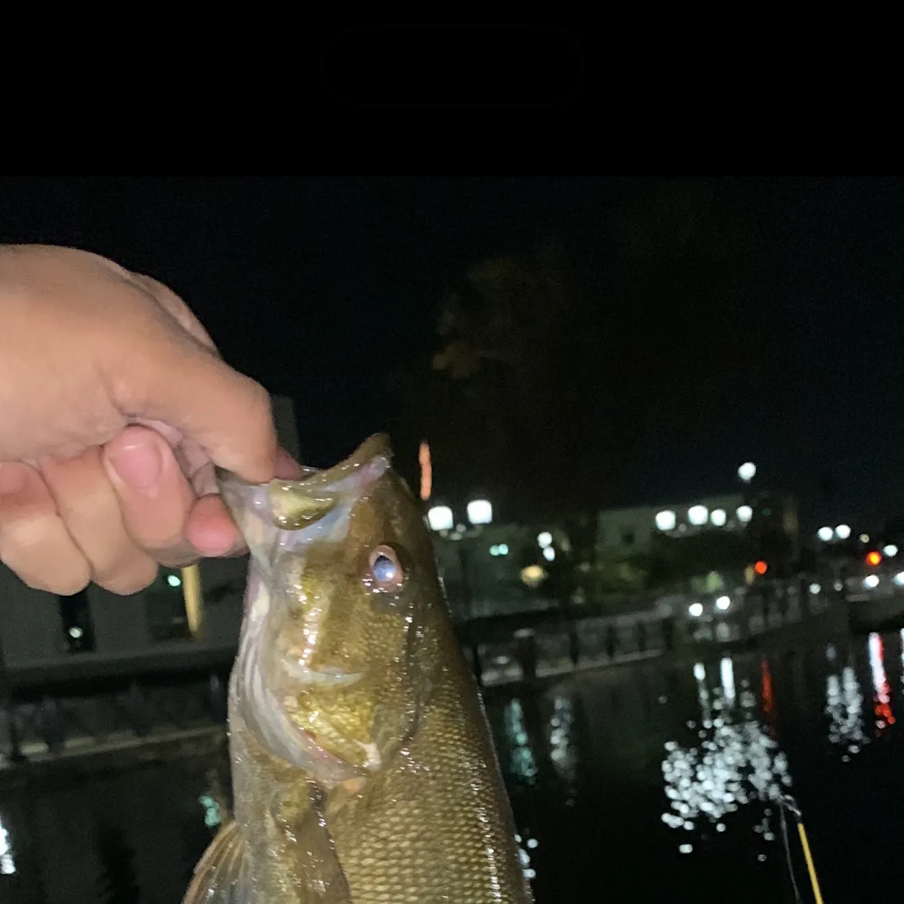 Smallmouth bass caught on Fishbrain