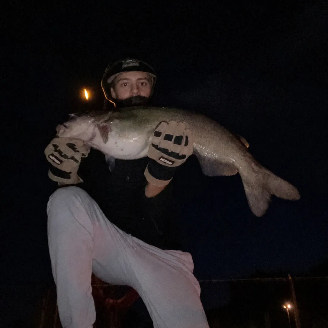 Channel catfish caught on Fishbrain