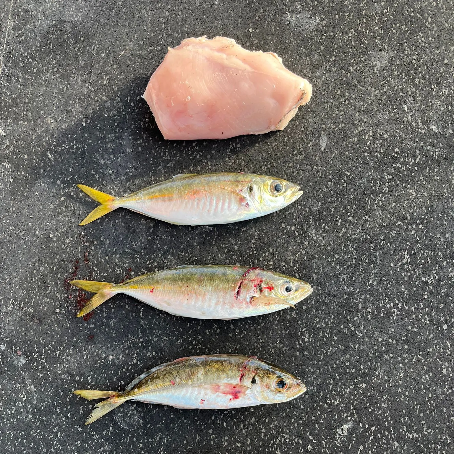 The most recent Yellowtail scad catches on Fishbrain