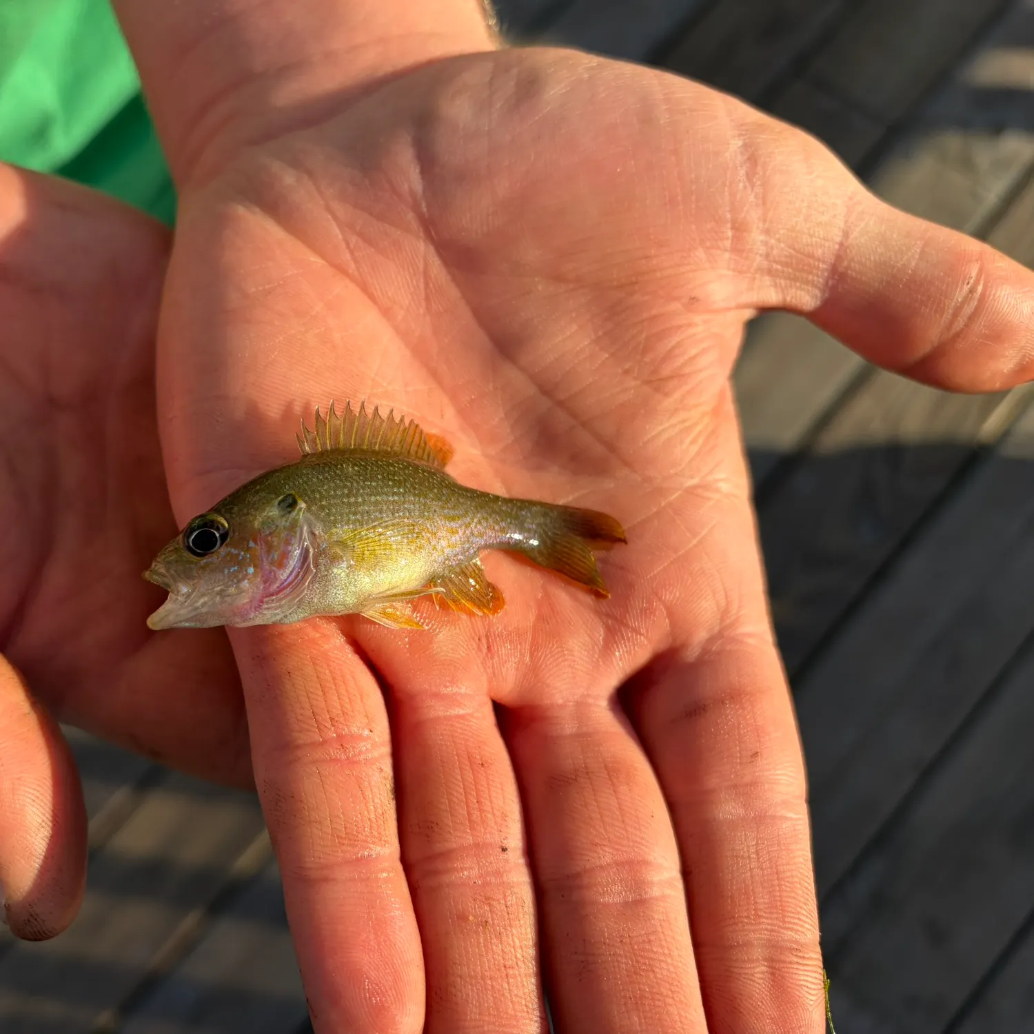 Green sunfish caught on Fishbrain