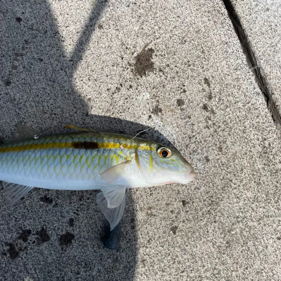 The most recent Yellowstripe goatfish catches on Fishbrain