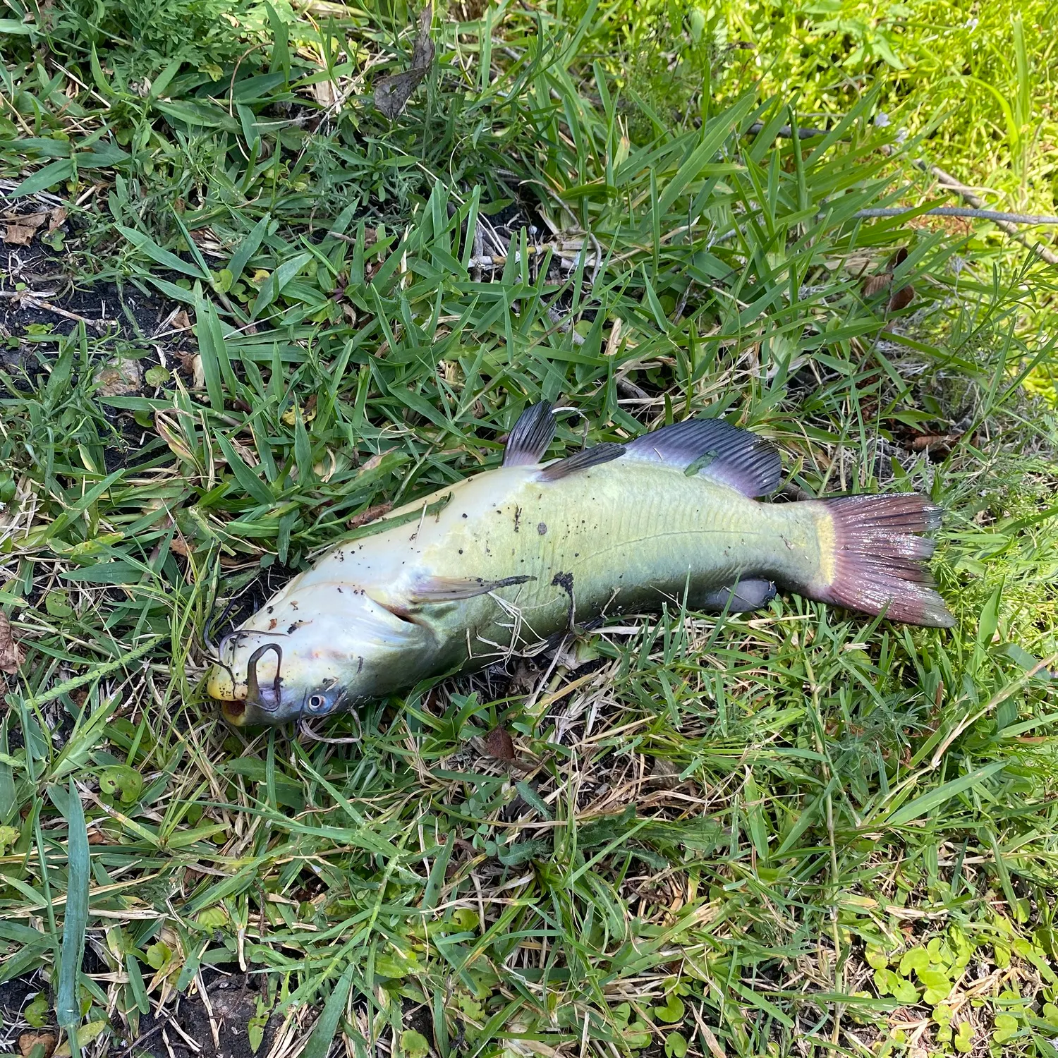 Channel catfish caught on Fishbrain