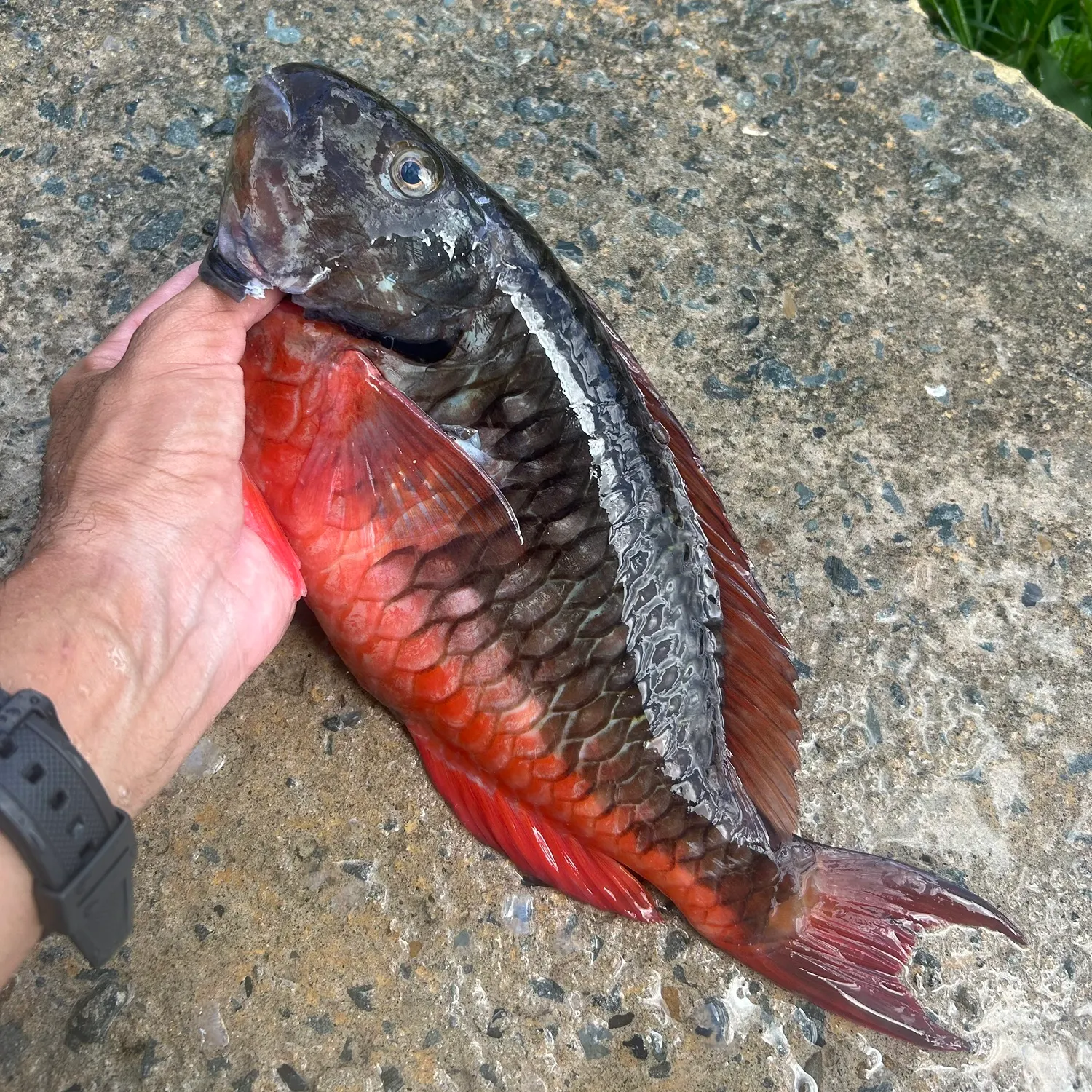 recently logged catches