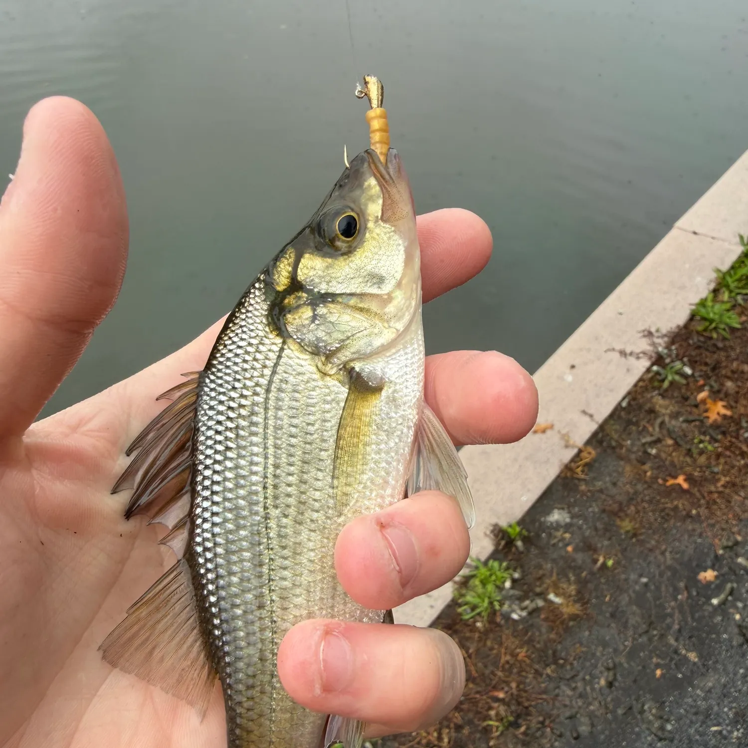 White perch caught on Fishbrain
