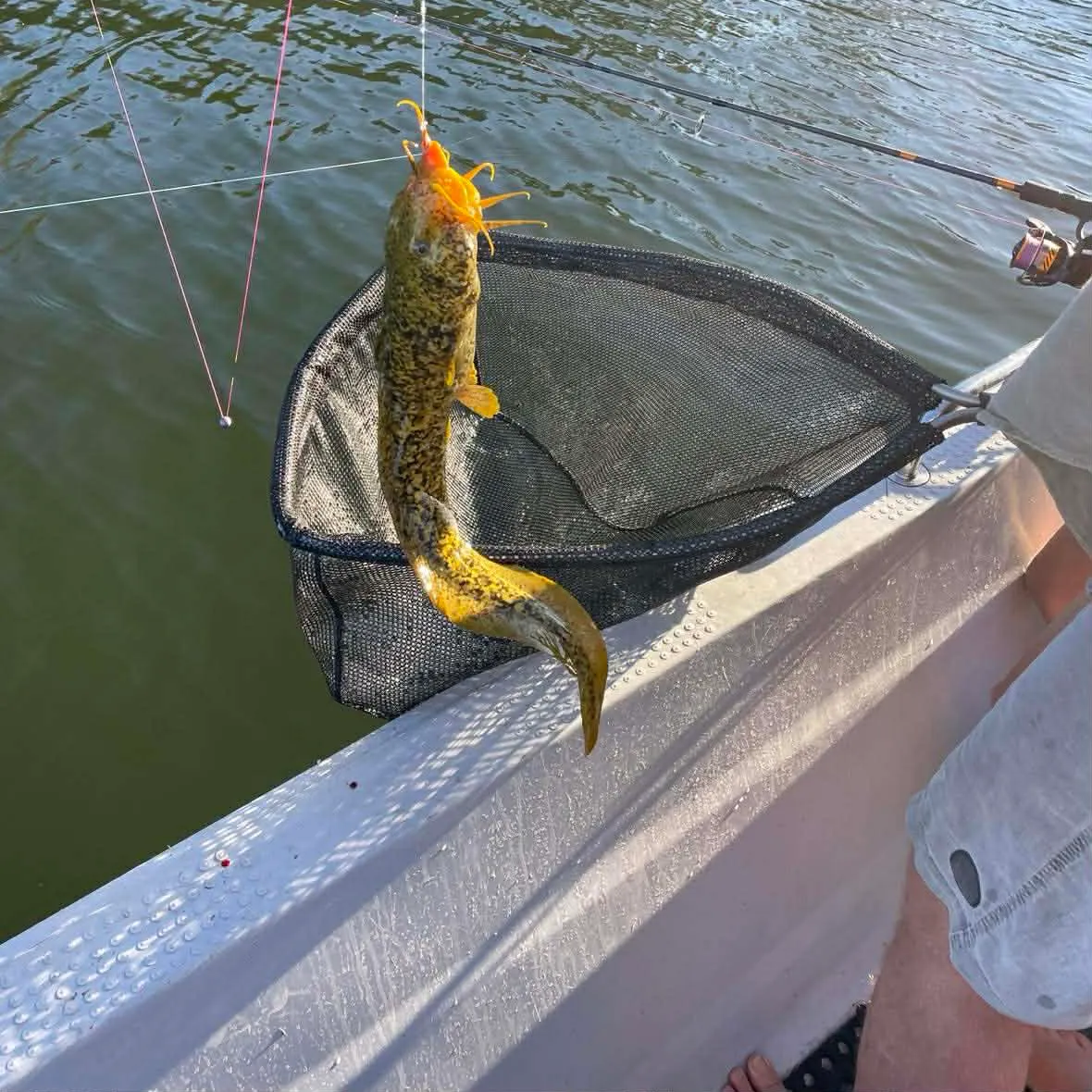 Dewfish caught on Fishbrain