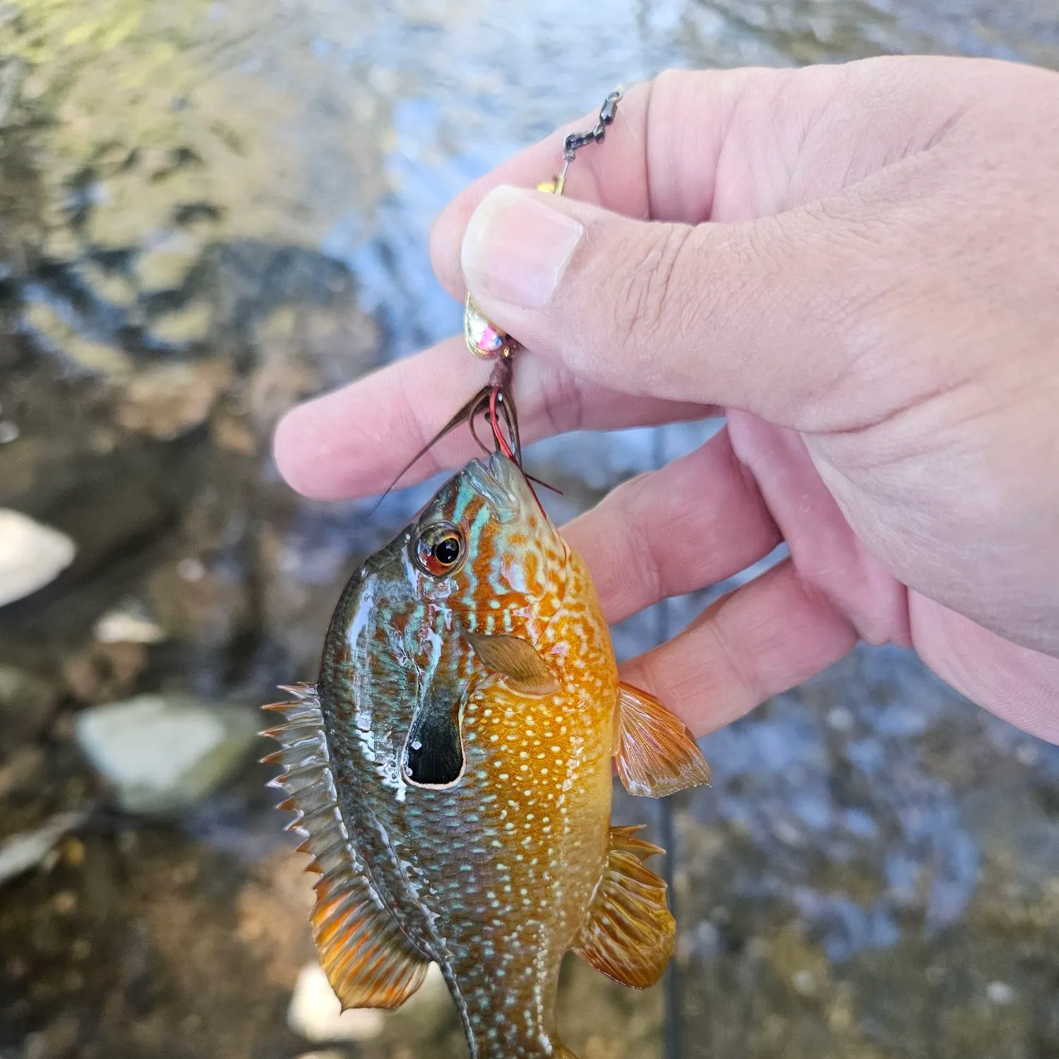 Longear sunfish caught on Fishbrain
