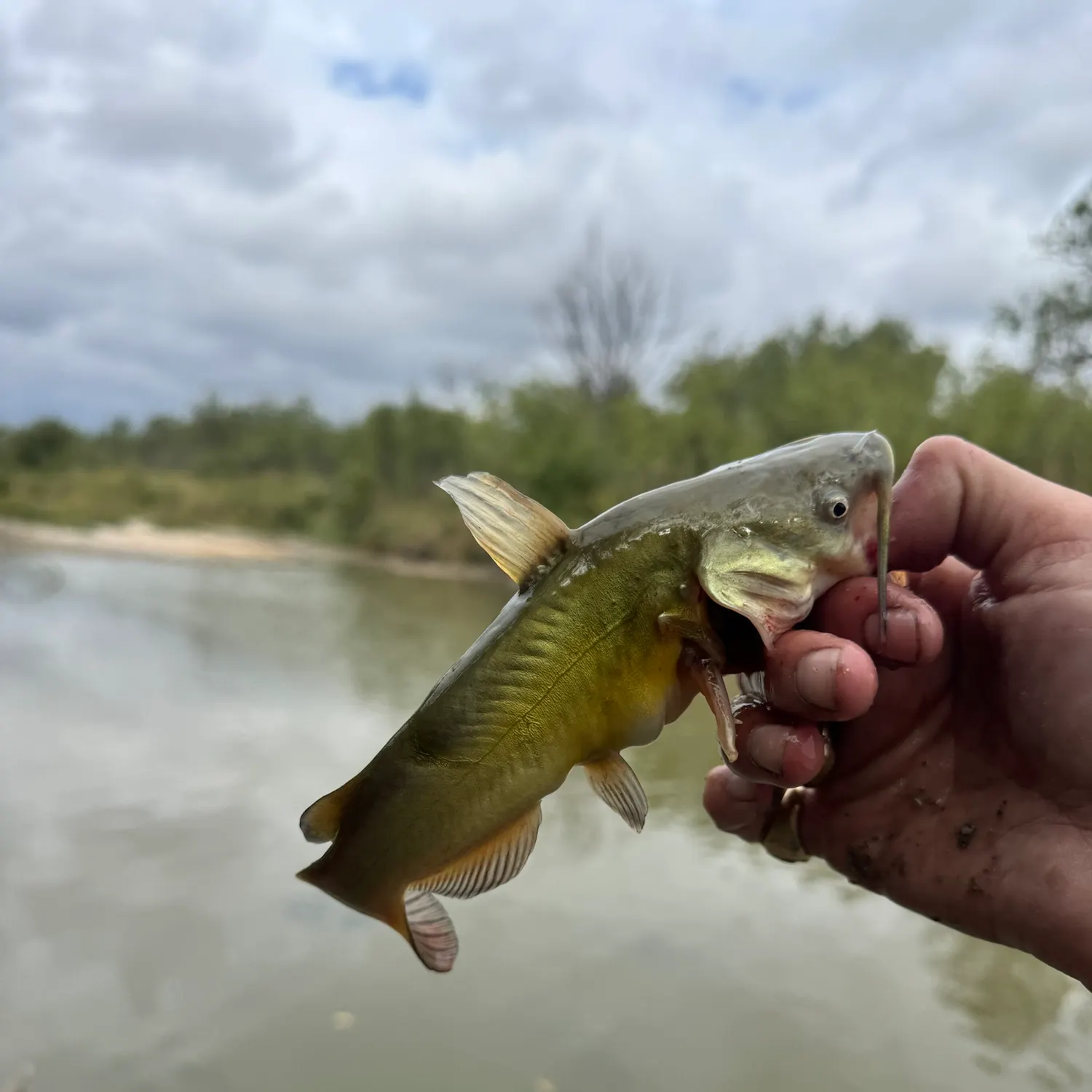 Black bullhead caught on Fishbrain
