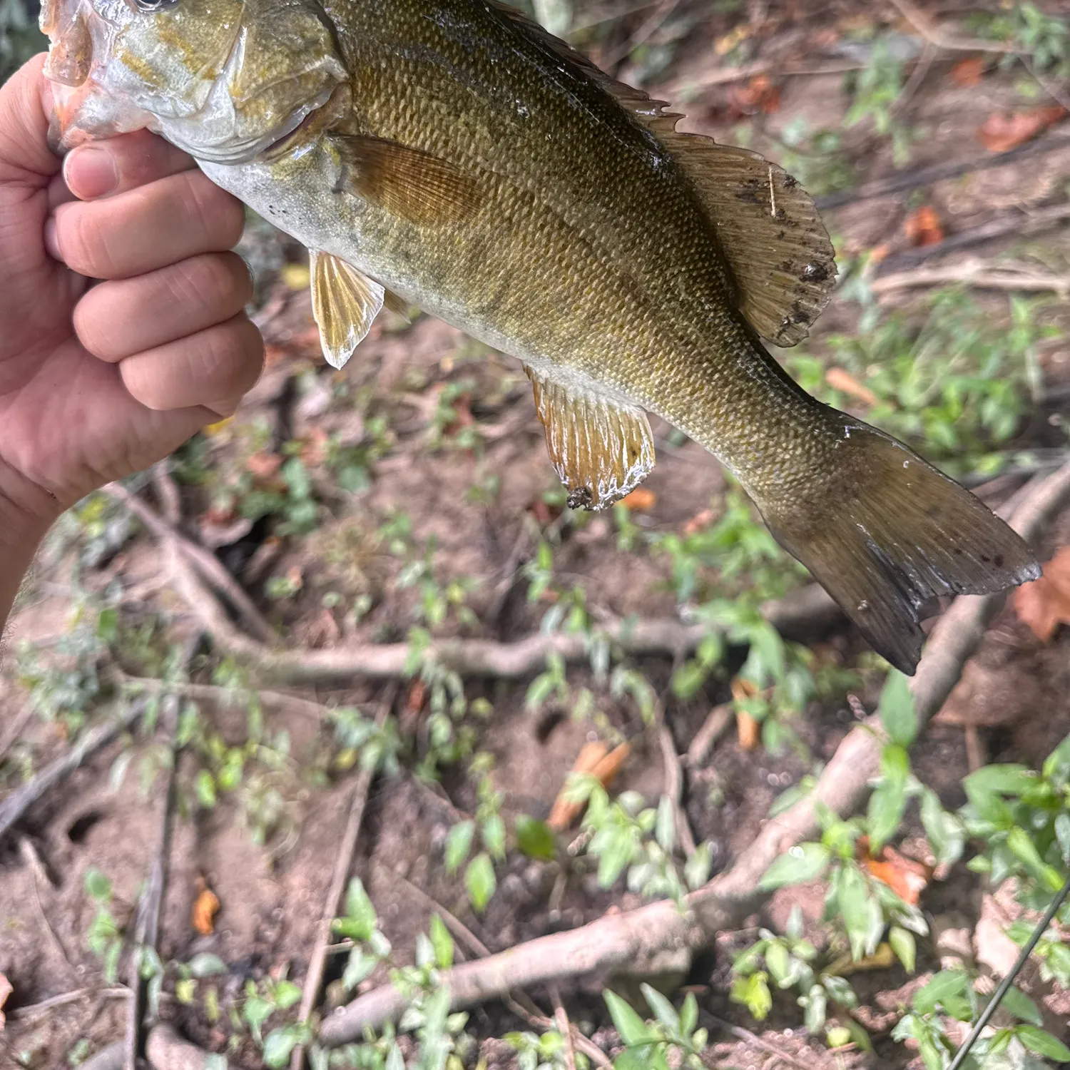 Smallmouth bass caught on Fishbrain