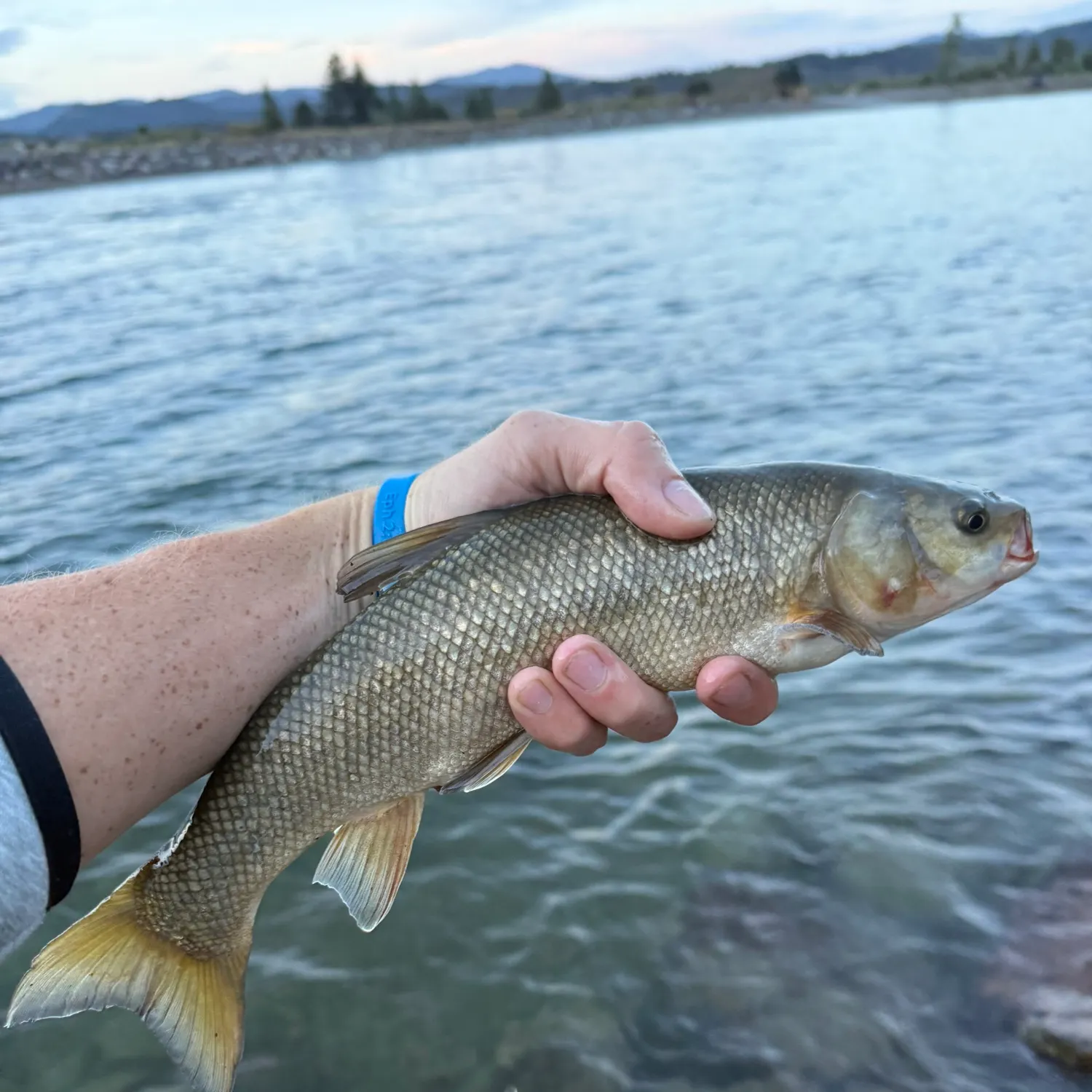 Utah chub caught on Fishbrain