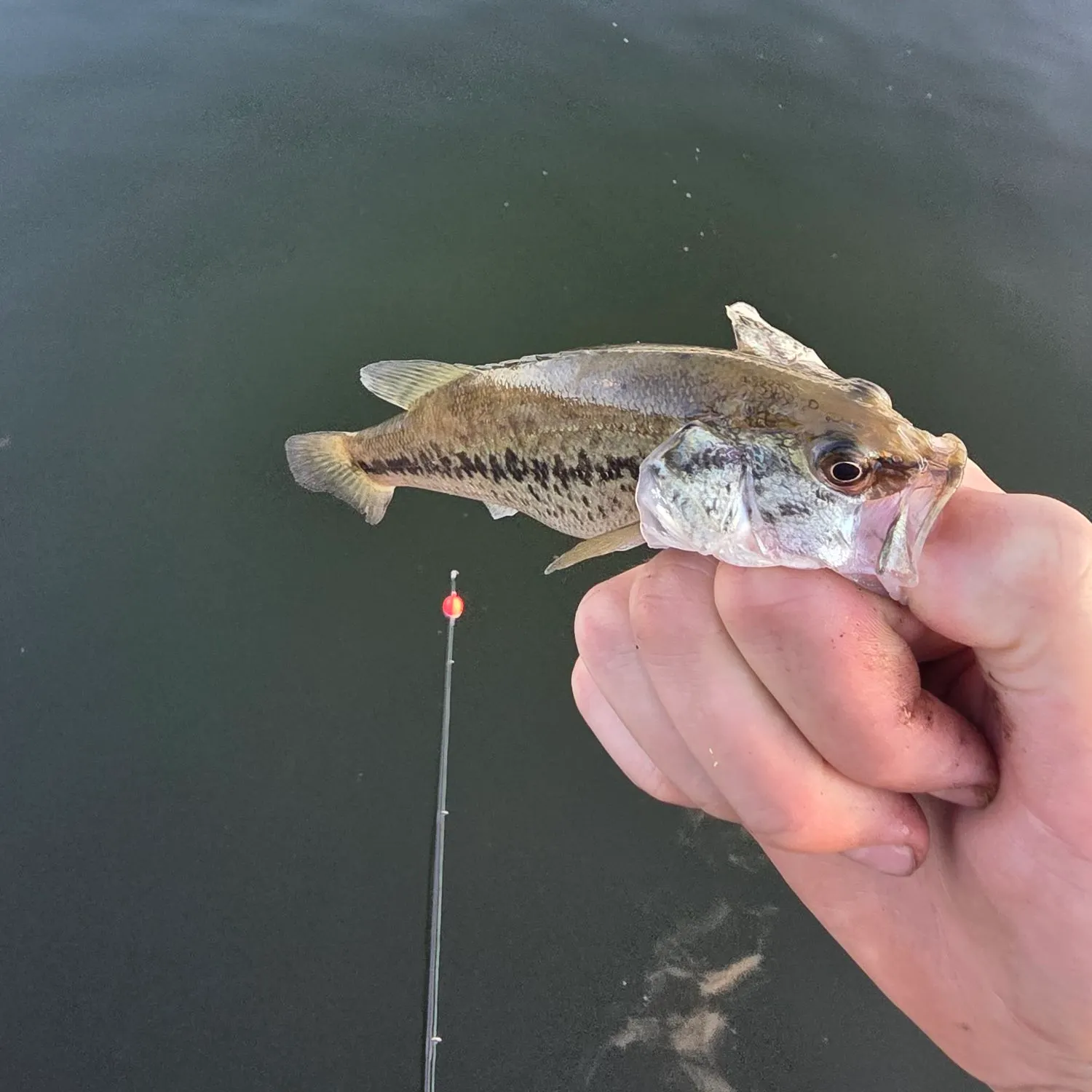 Spotted bass caught on Fishbrain