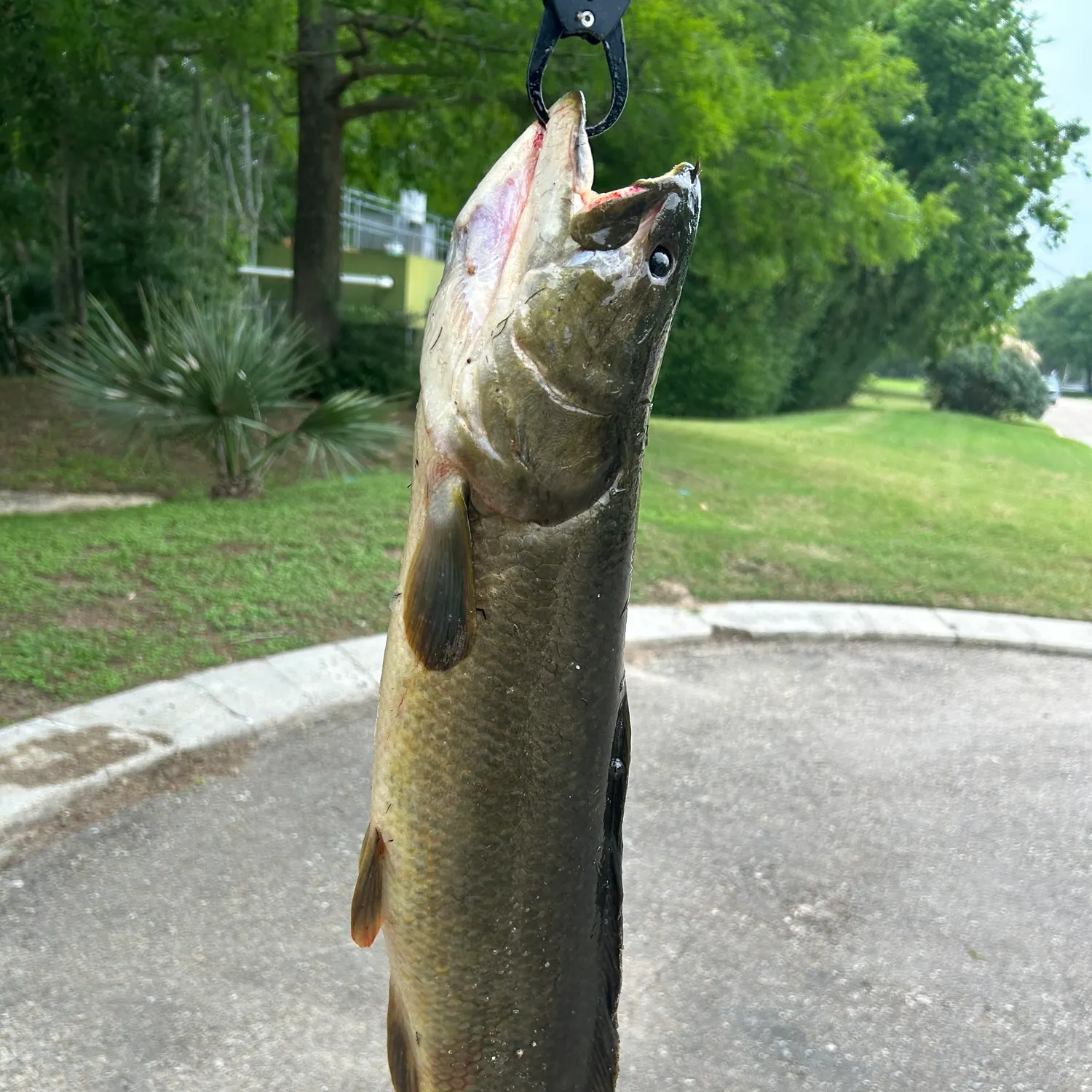 catch