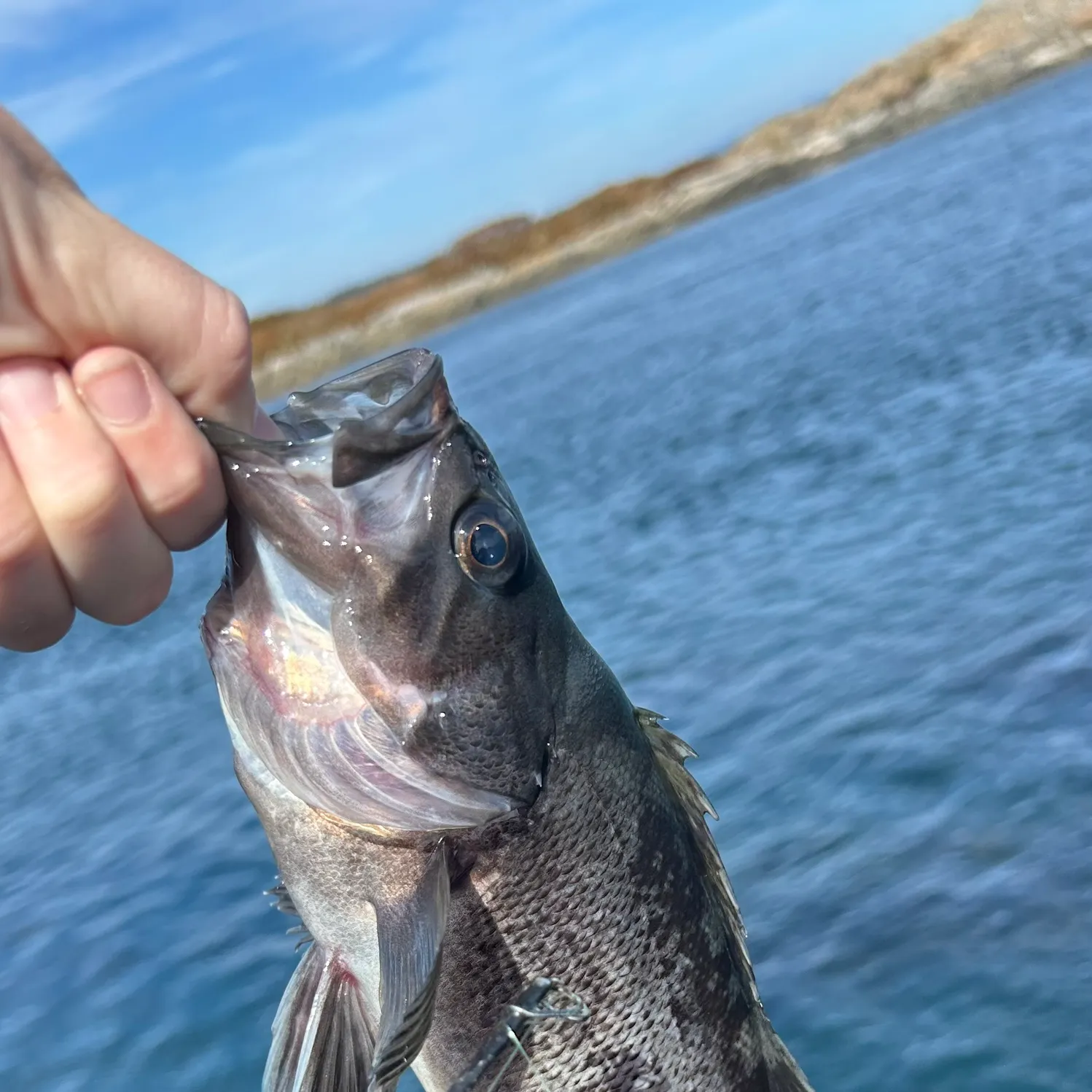 Black rockfish caught on Fishbrain