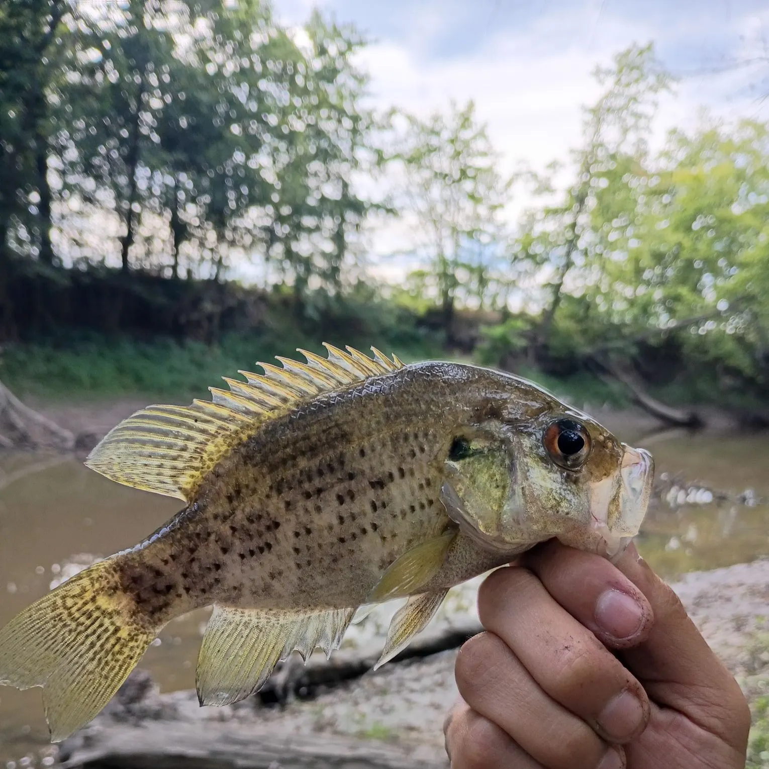 Rock bass caught on Fishbrain