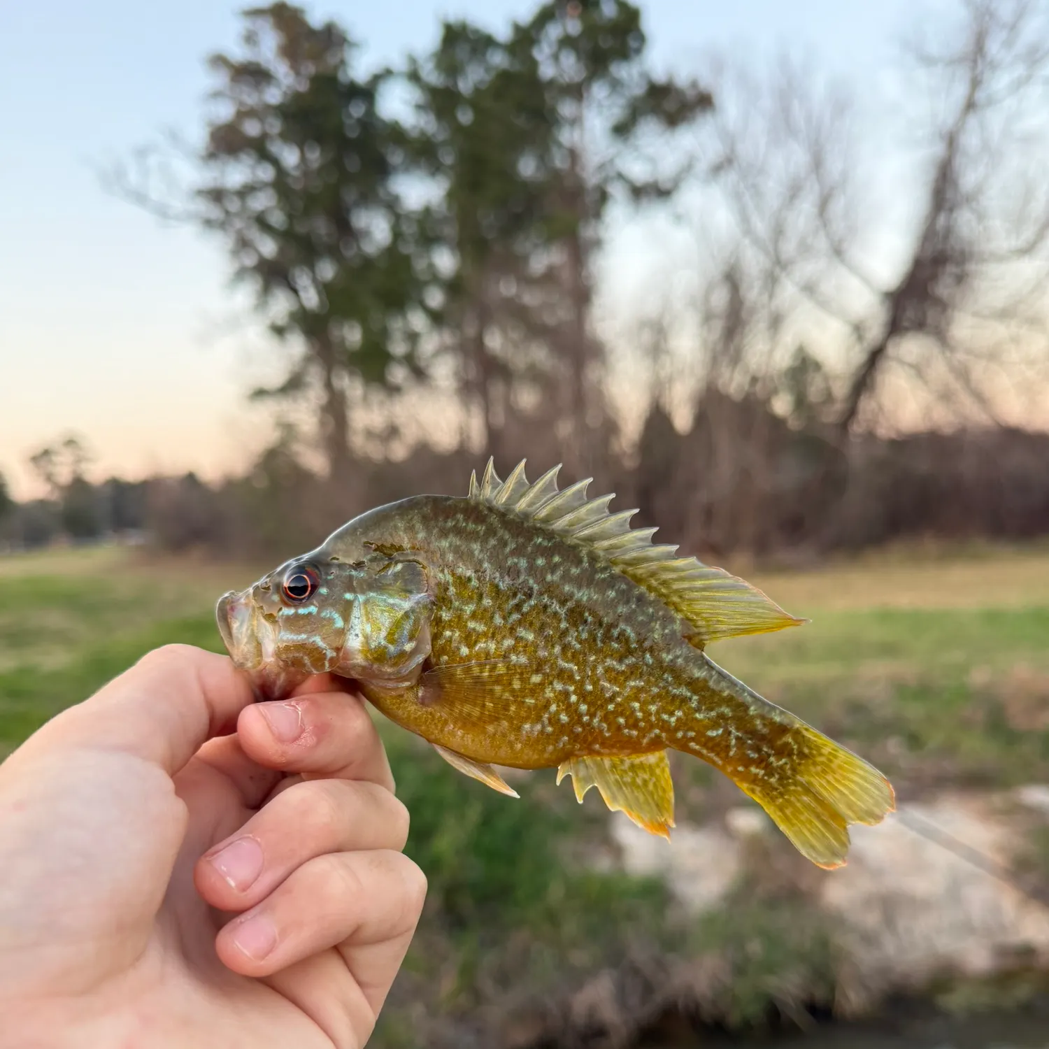 The most recent Warmouth x green sunfish catches on Fishbrain
