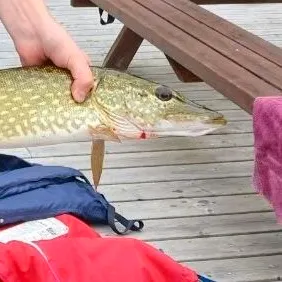 Northern pike caught on Fishbrain