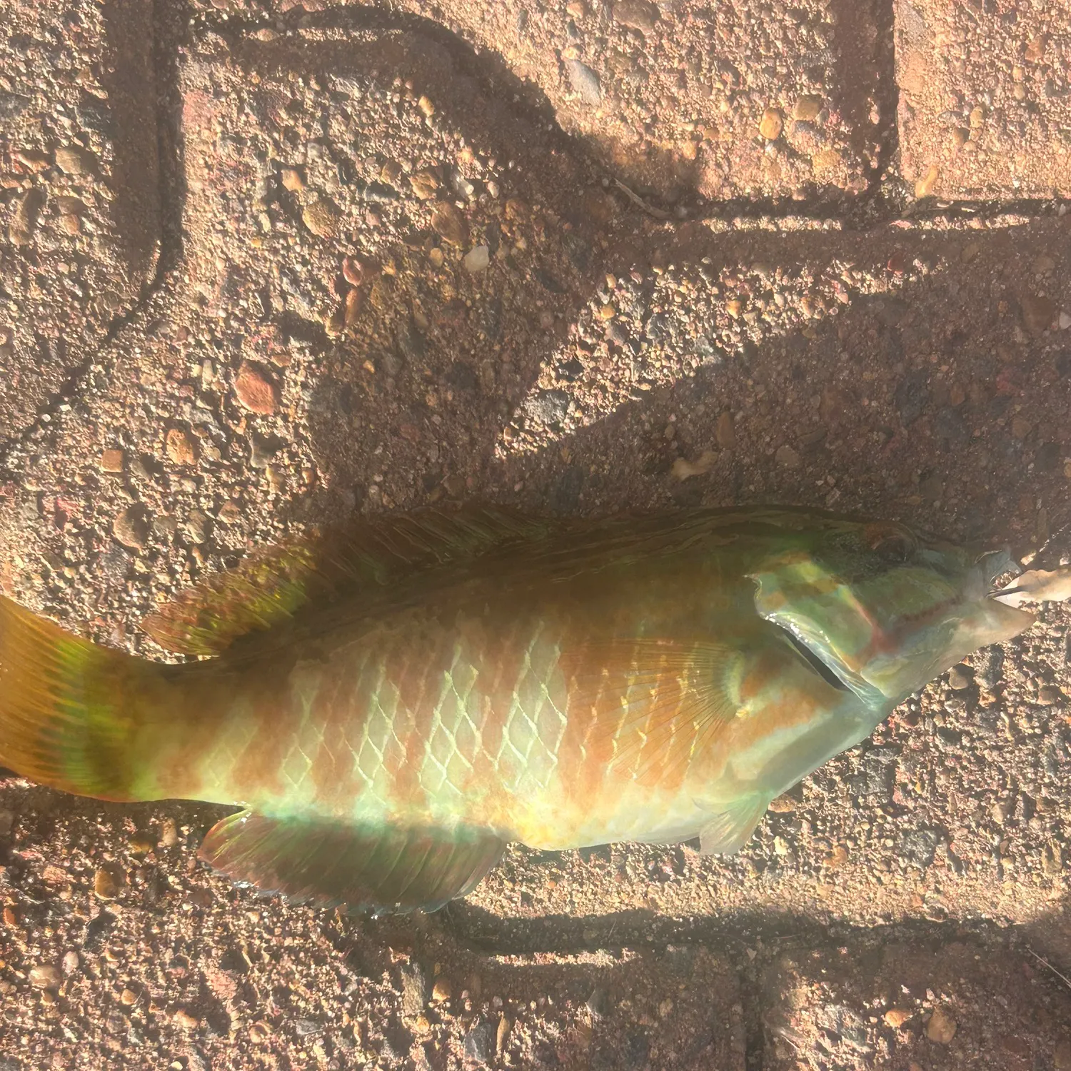 The most recent Gunther's wrasse catches on Fishbrain