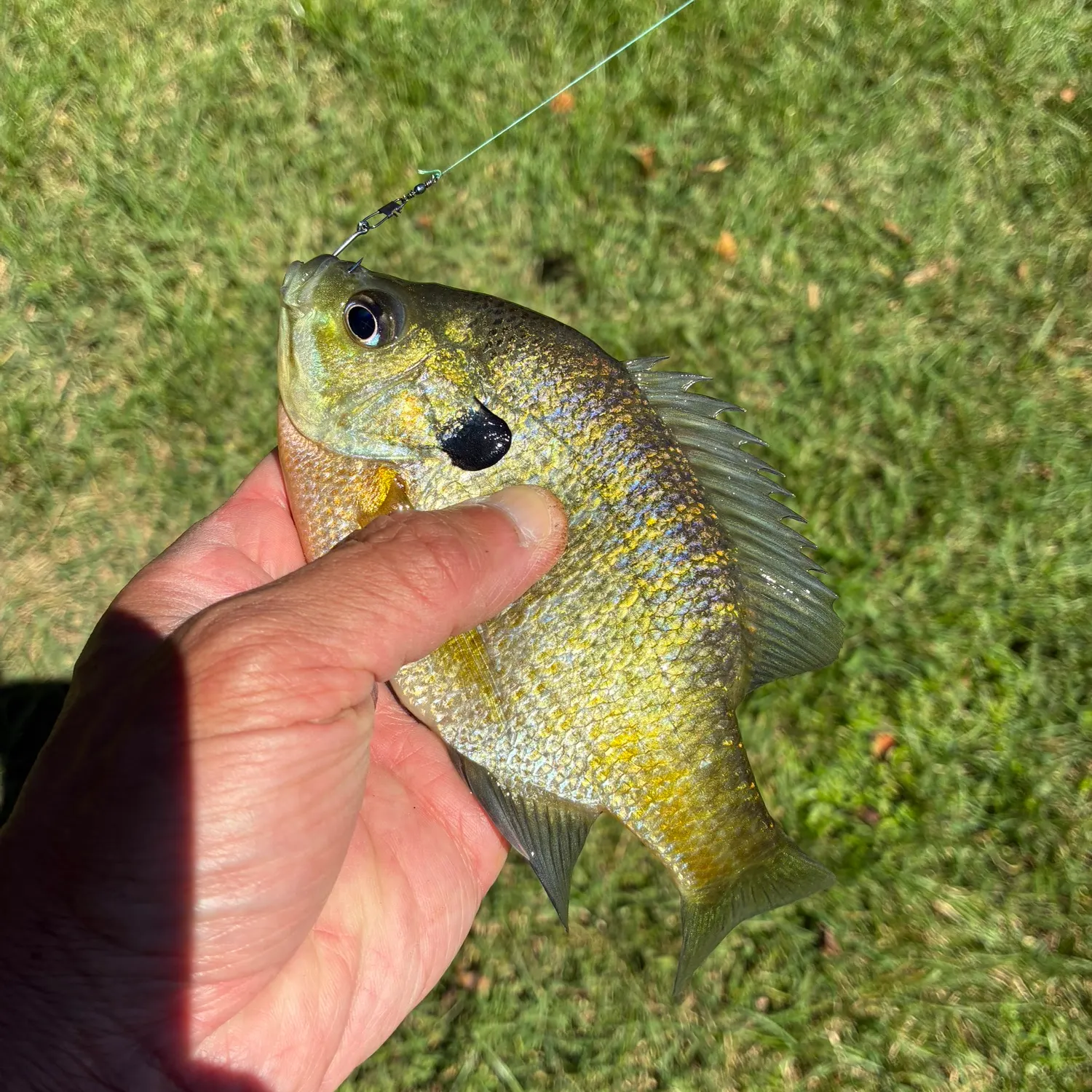 Bluegill caught on Fishbrain