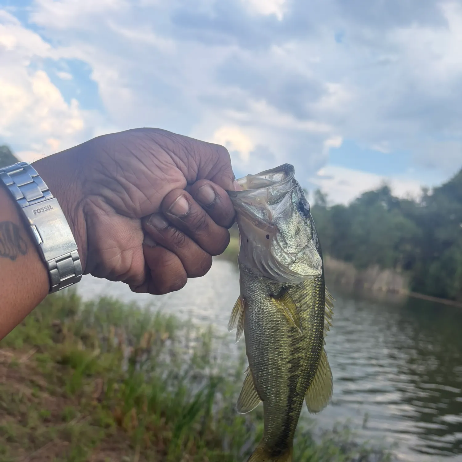 Largemouth bass caught on Fishbrain
