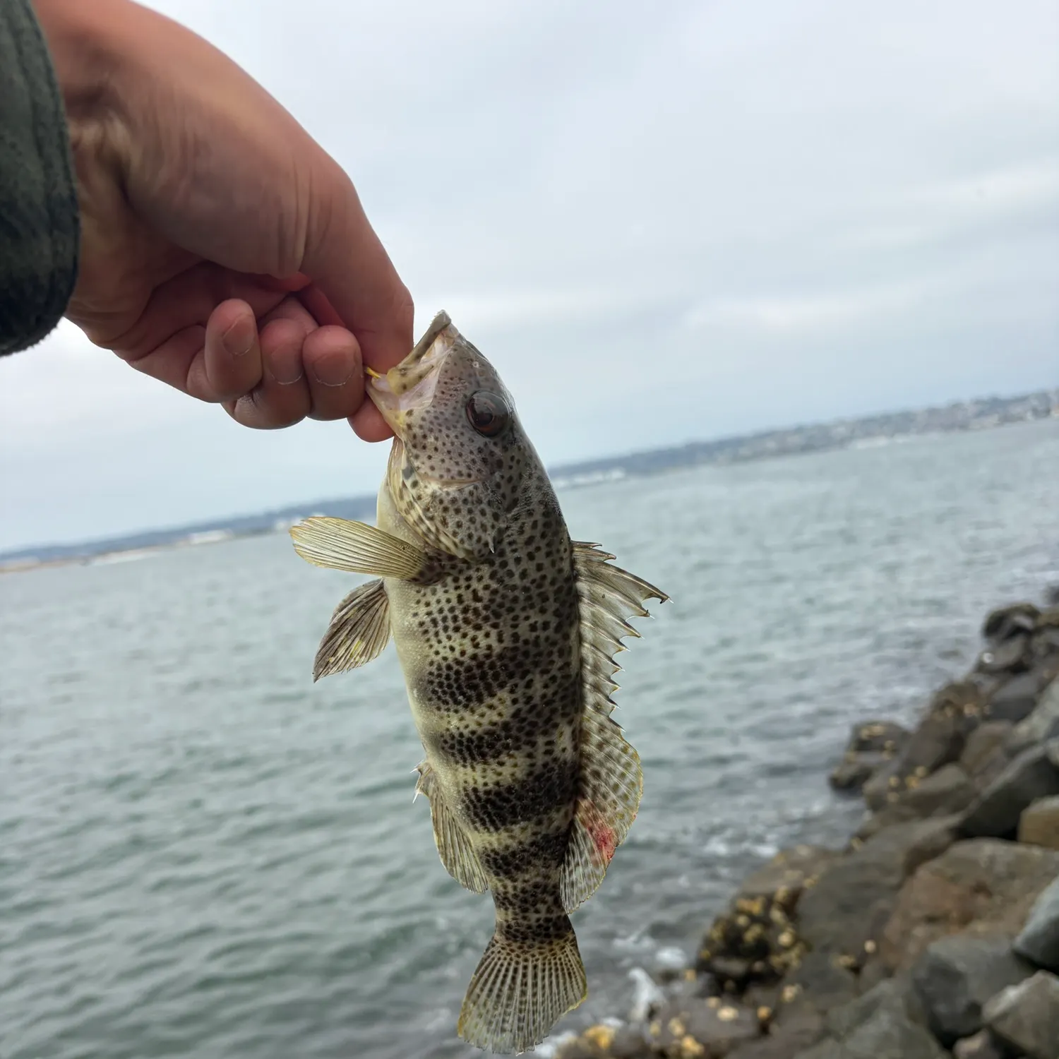 The most recent Spotted sand bass catches on Fishbrain