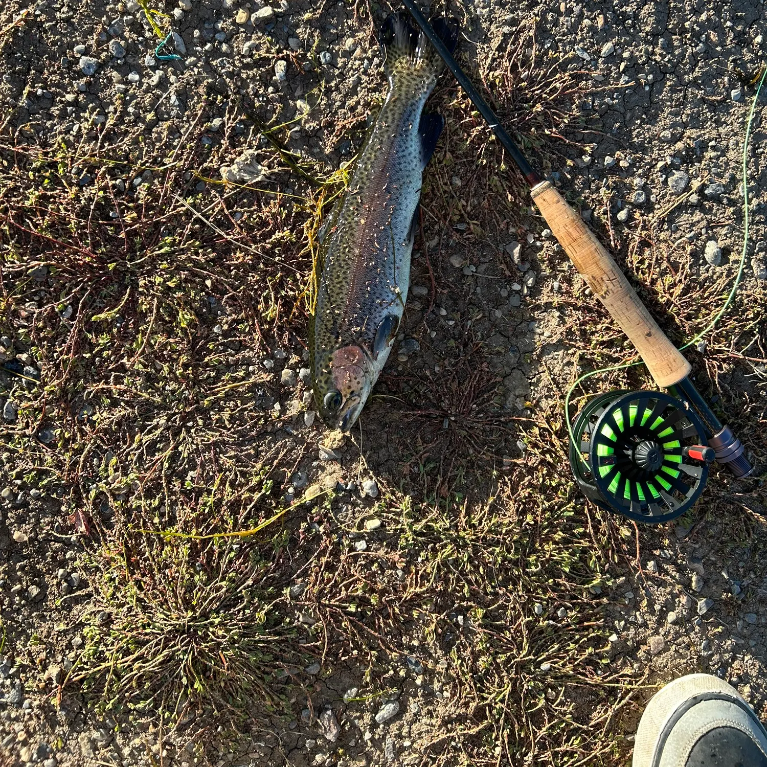 Rainbow trout caught on Fishbrain