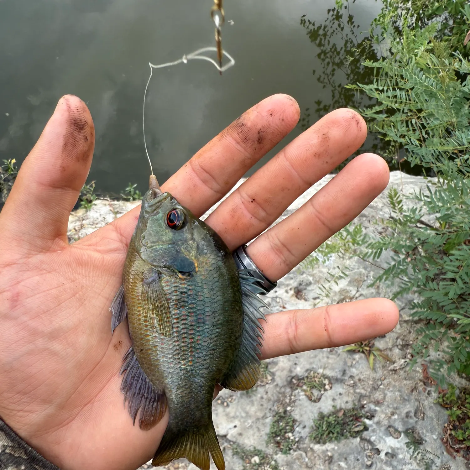 Redspotted sunfish caught on Fishbrain