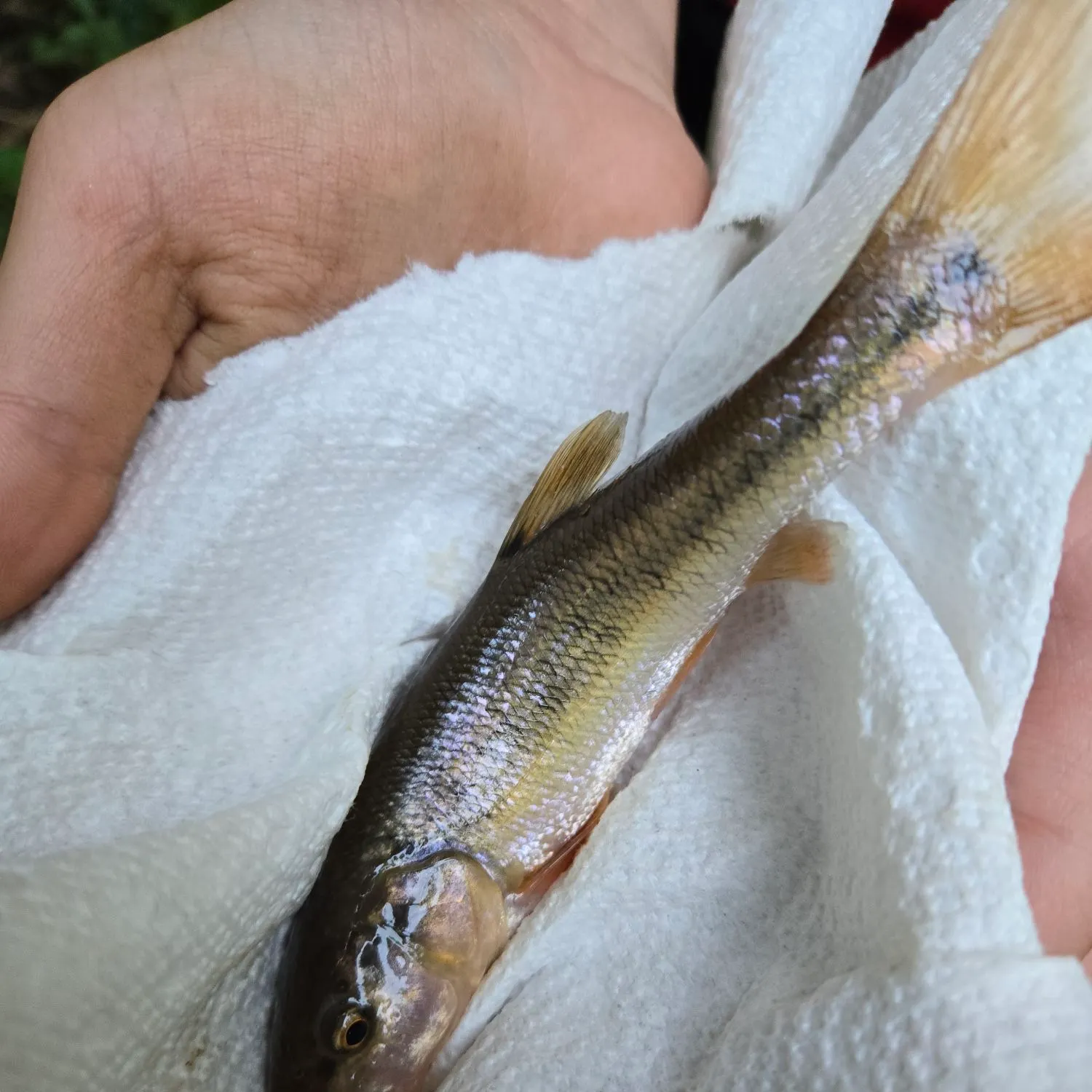 Creek chub caught on Fishbrain