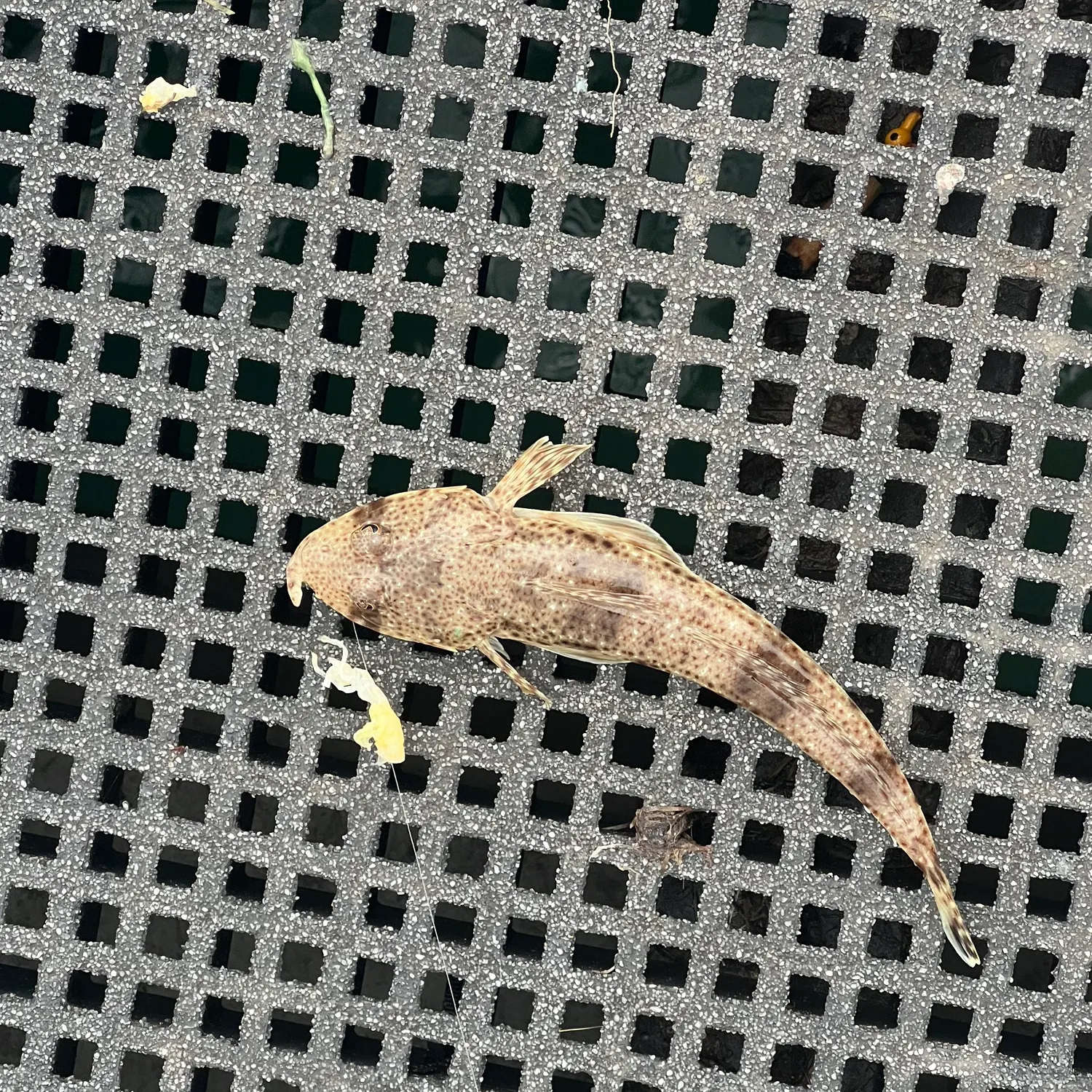 The most recent Sand flathead catches on Fishbrain