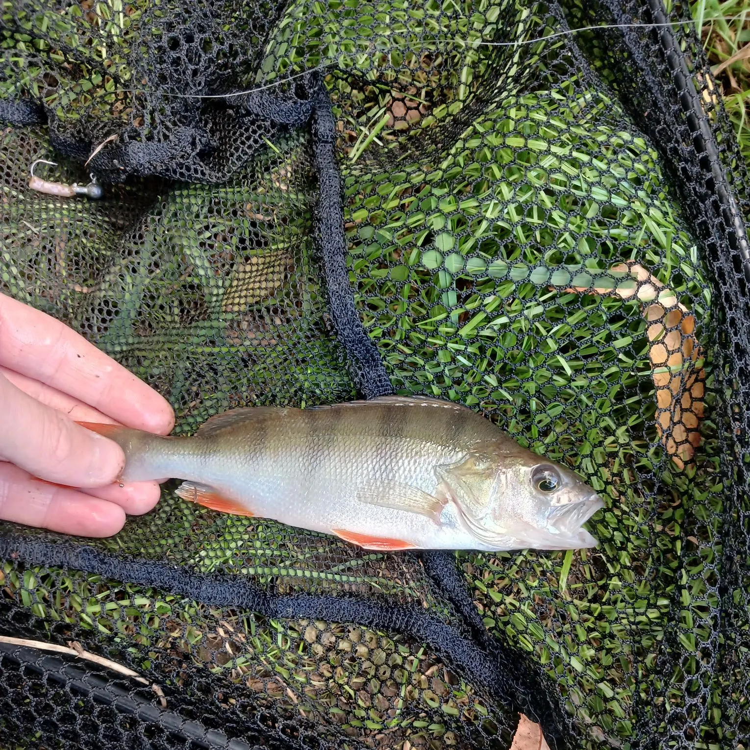 European perch caught on Fishbrain