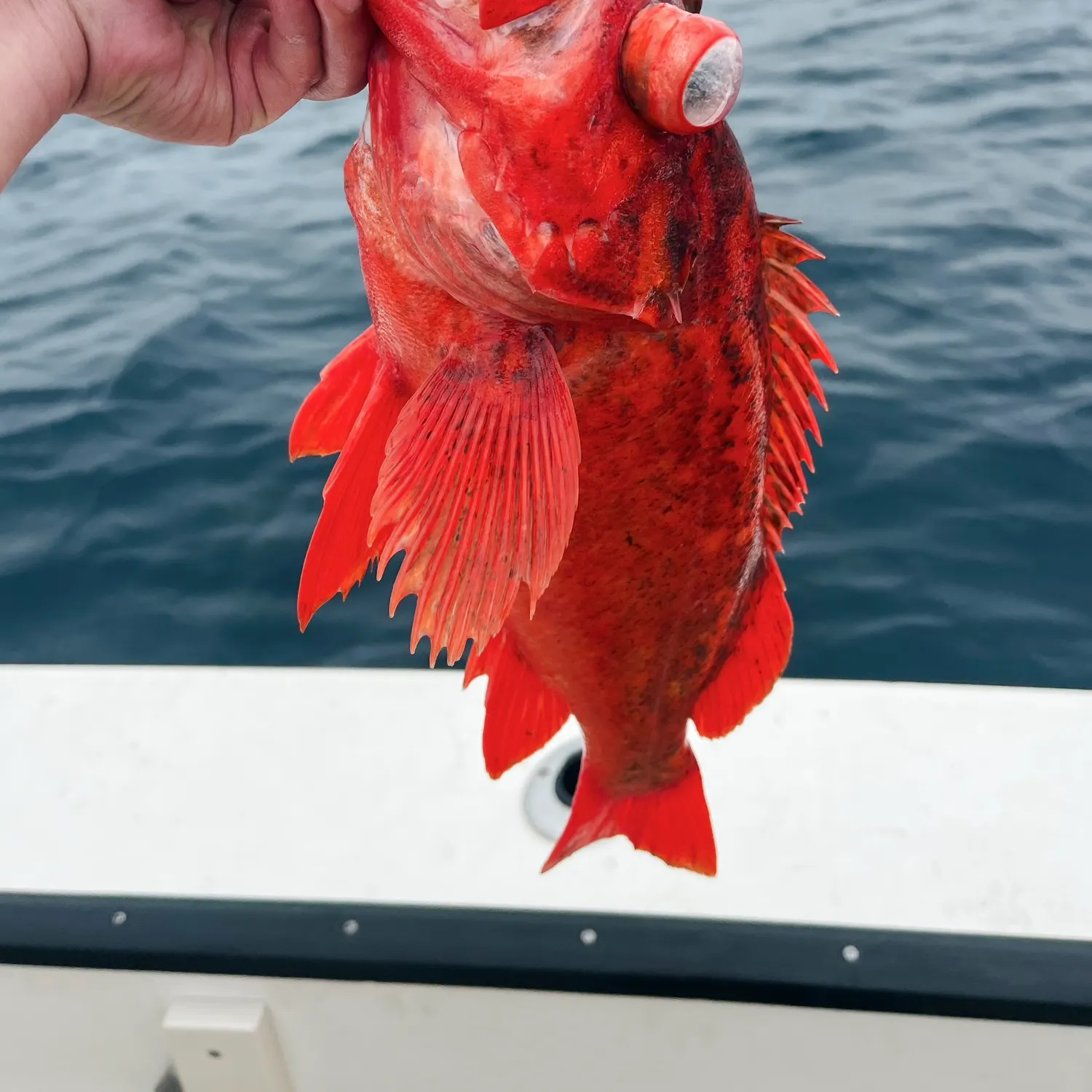 The most recent Vermilion rockfish catches on Fishbrain