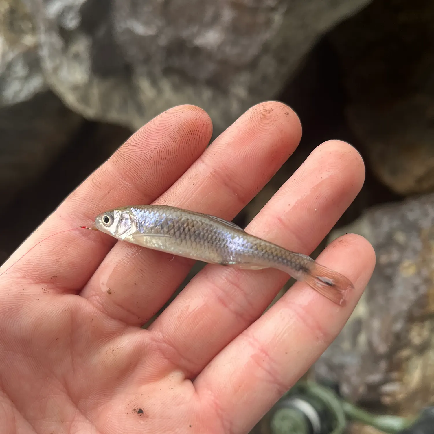 The most recent Spotfin shiner catches on Fishbrain