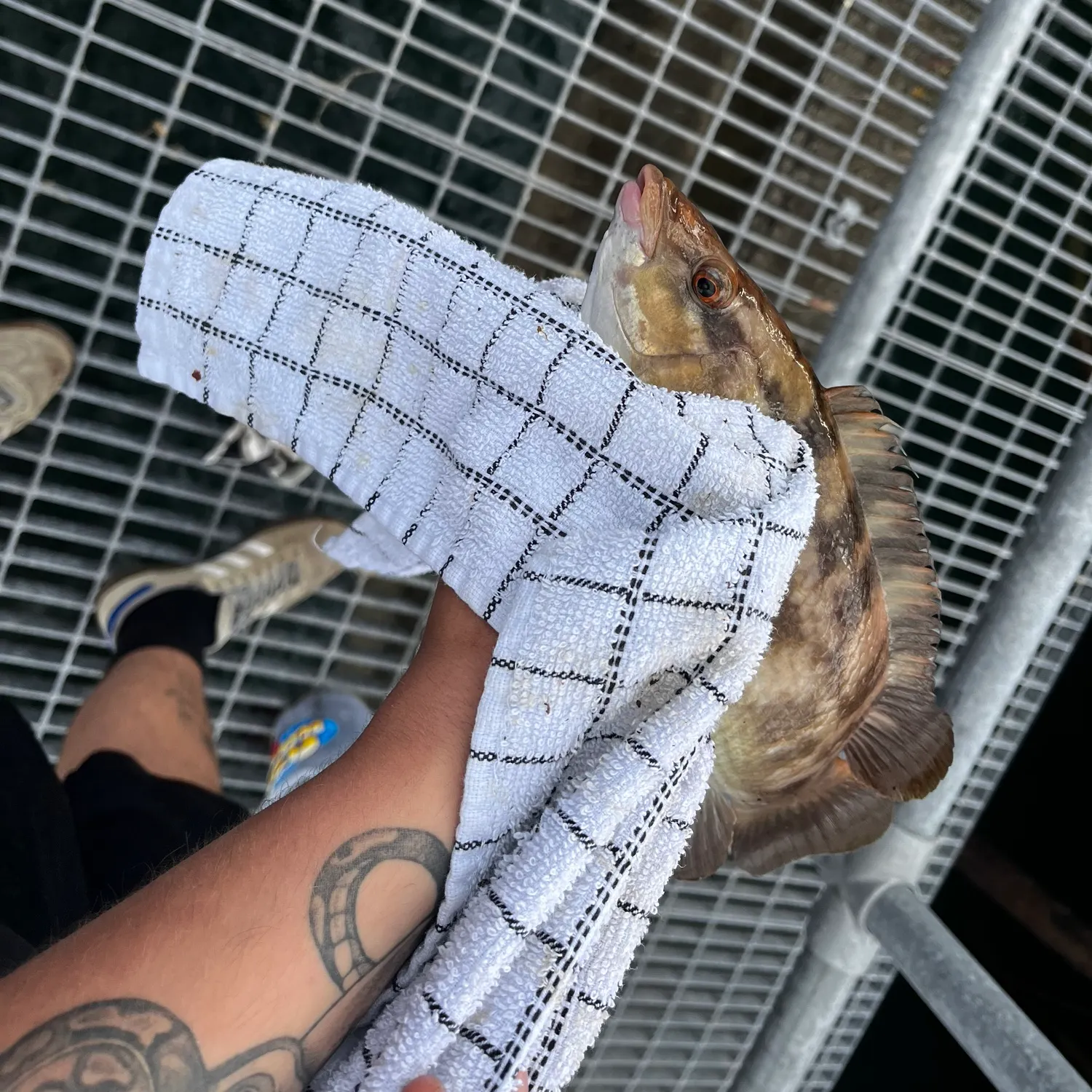 The most recent Rock cook catches on Fishbrain