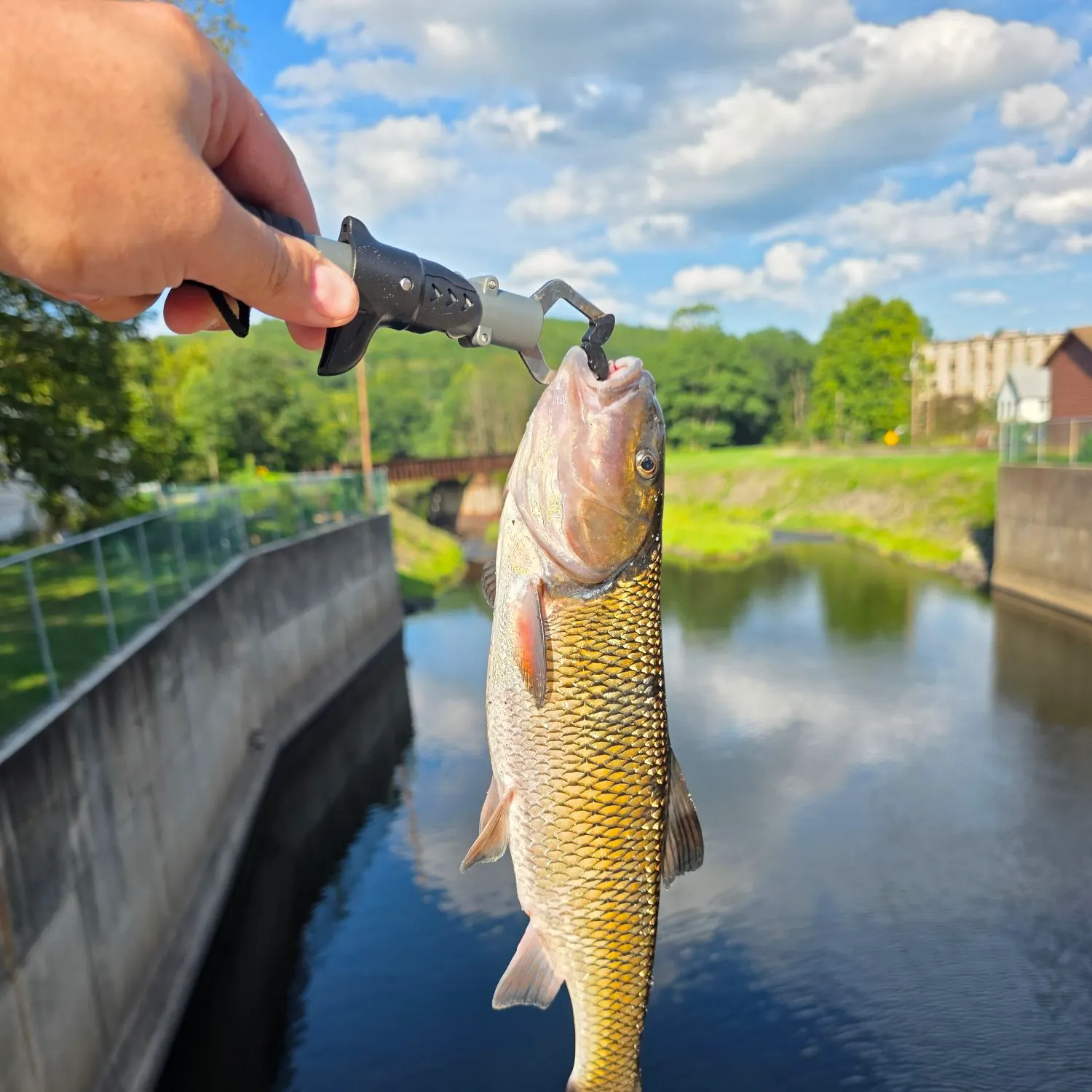 Fallfish caught on Fishbrain