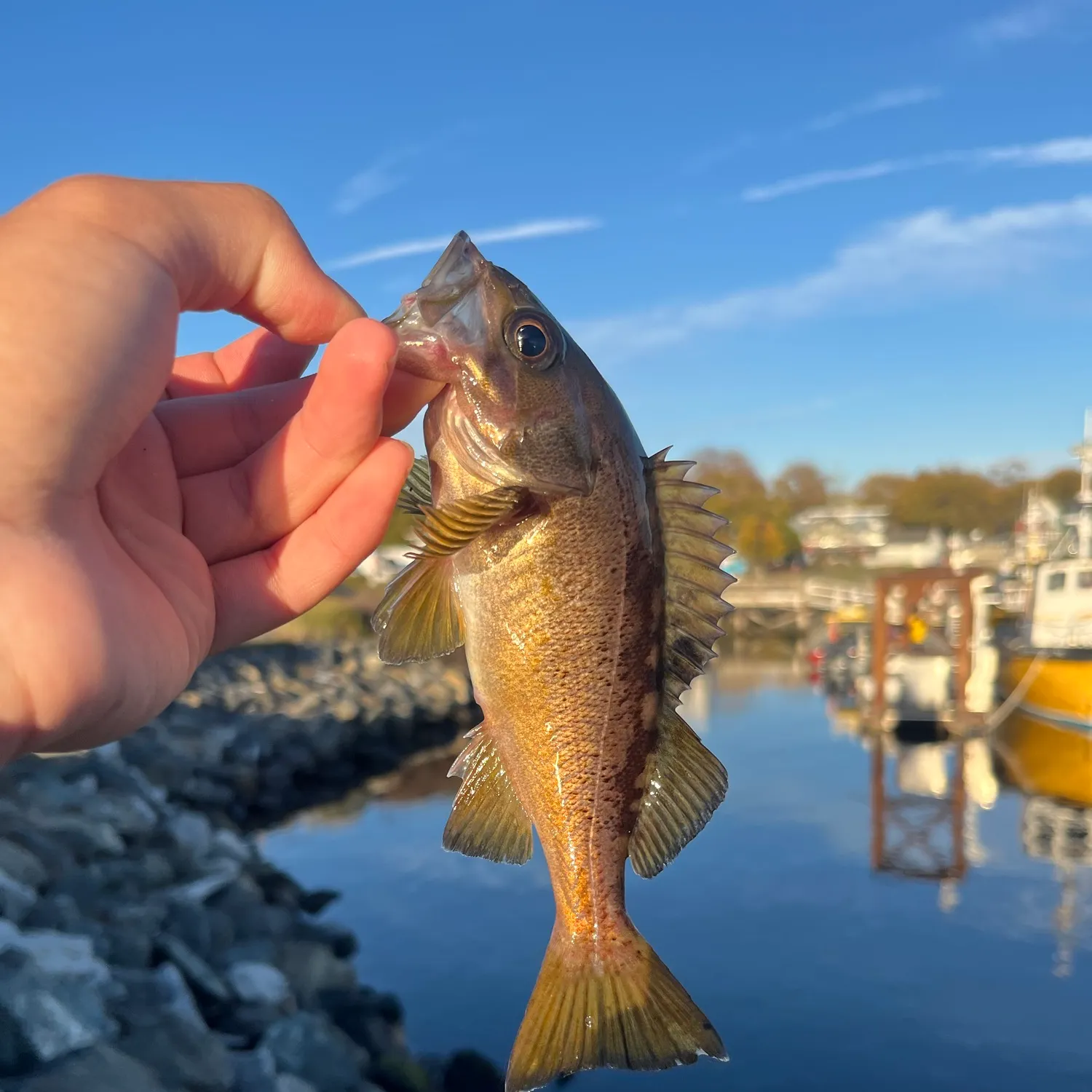 Yellowtail rockfish caught on Fishbrain