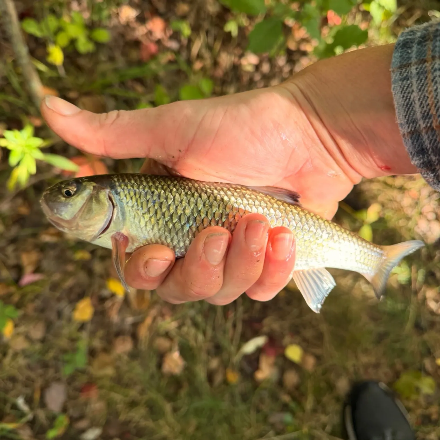 Fallfish caught on Fishbrain