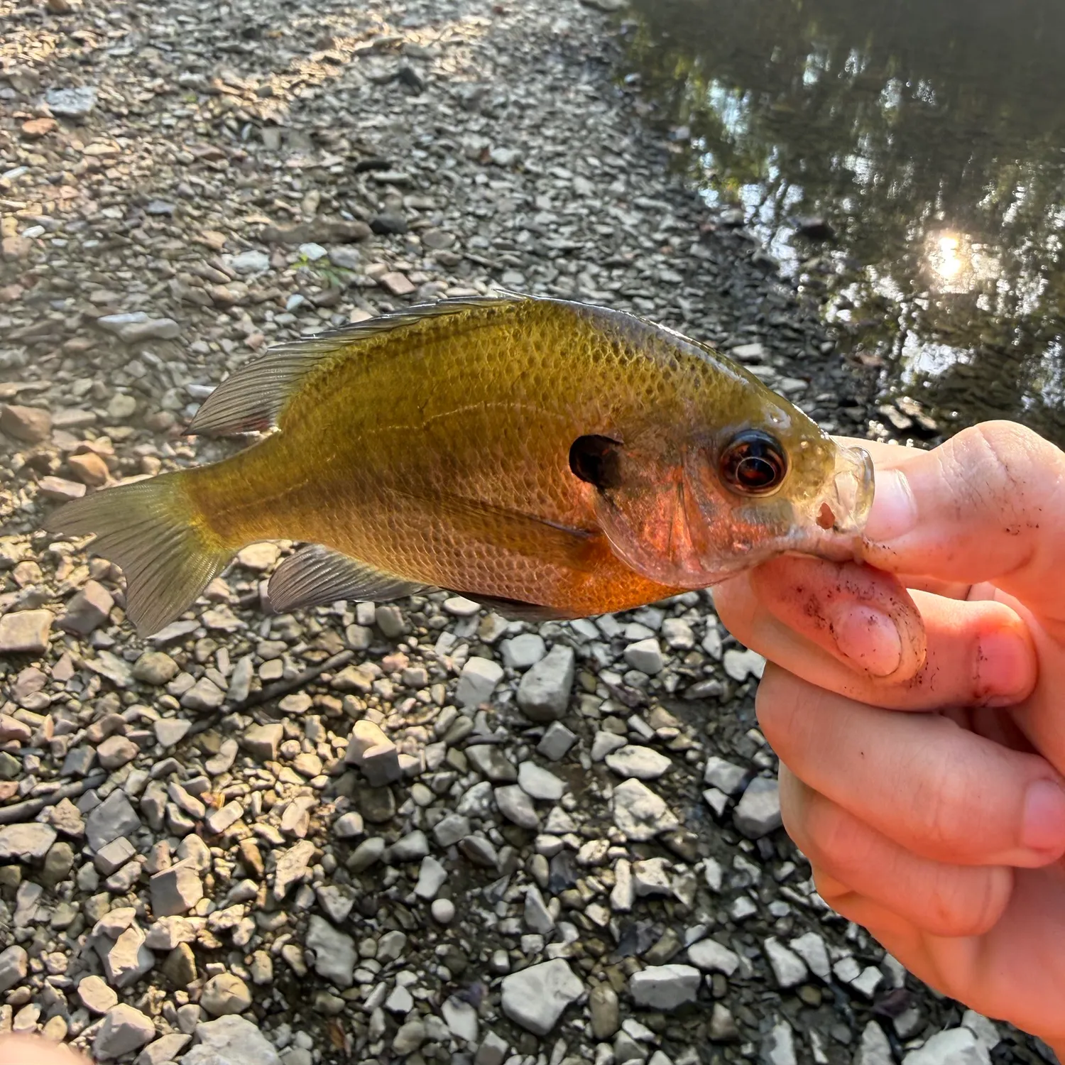 Bluegill caught on Fishbrain