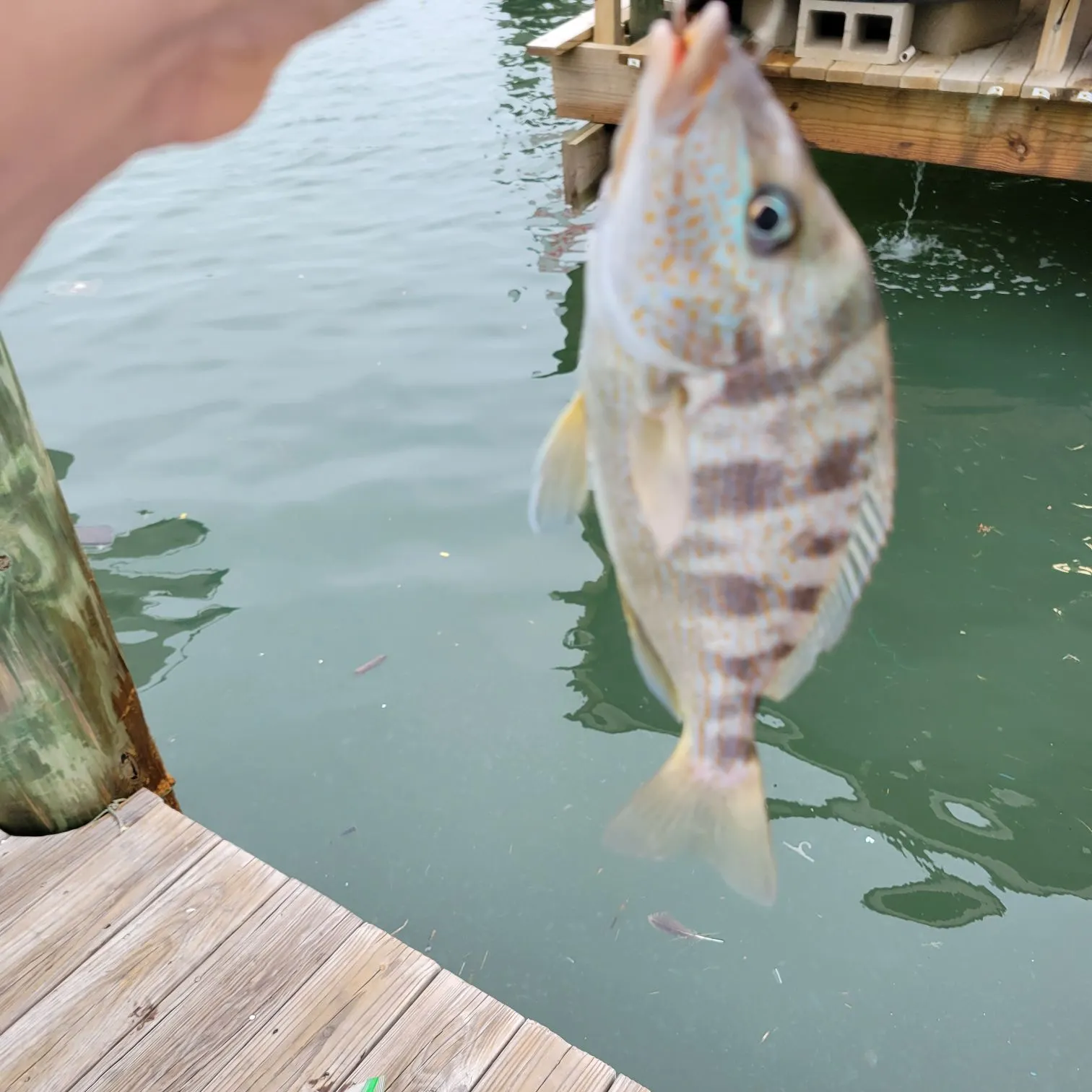 The most recent Pigfish catches on Fishbrain