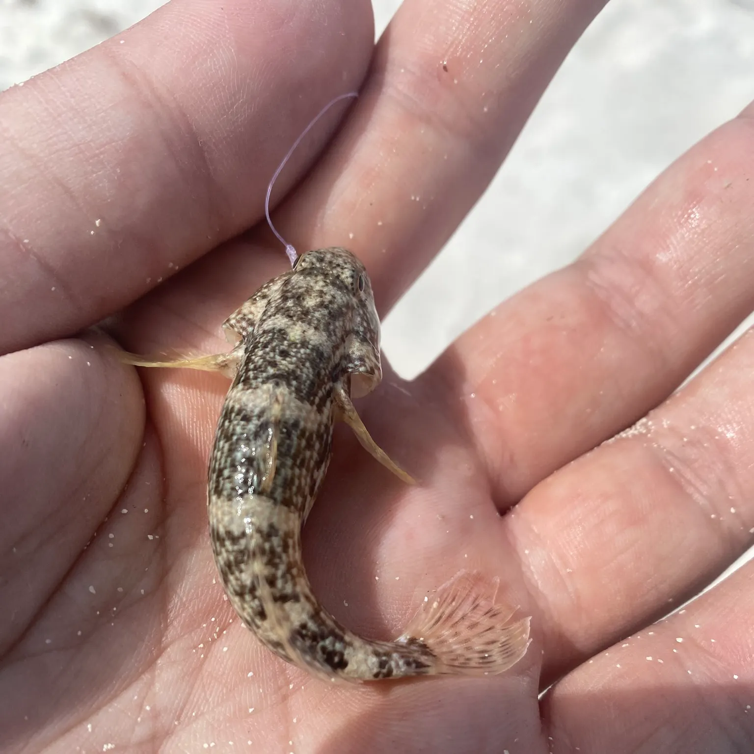 The most recent Island frillfin goby catches on Fishbrain