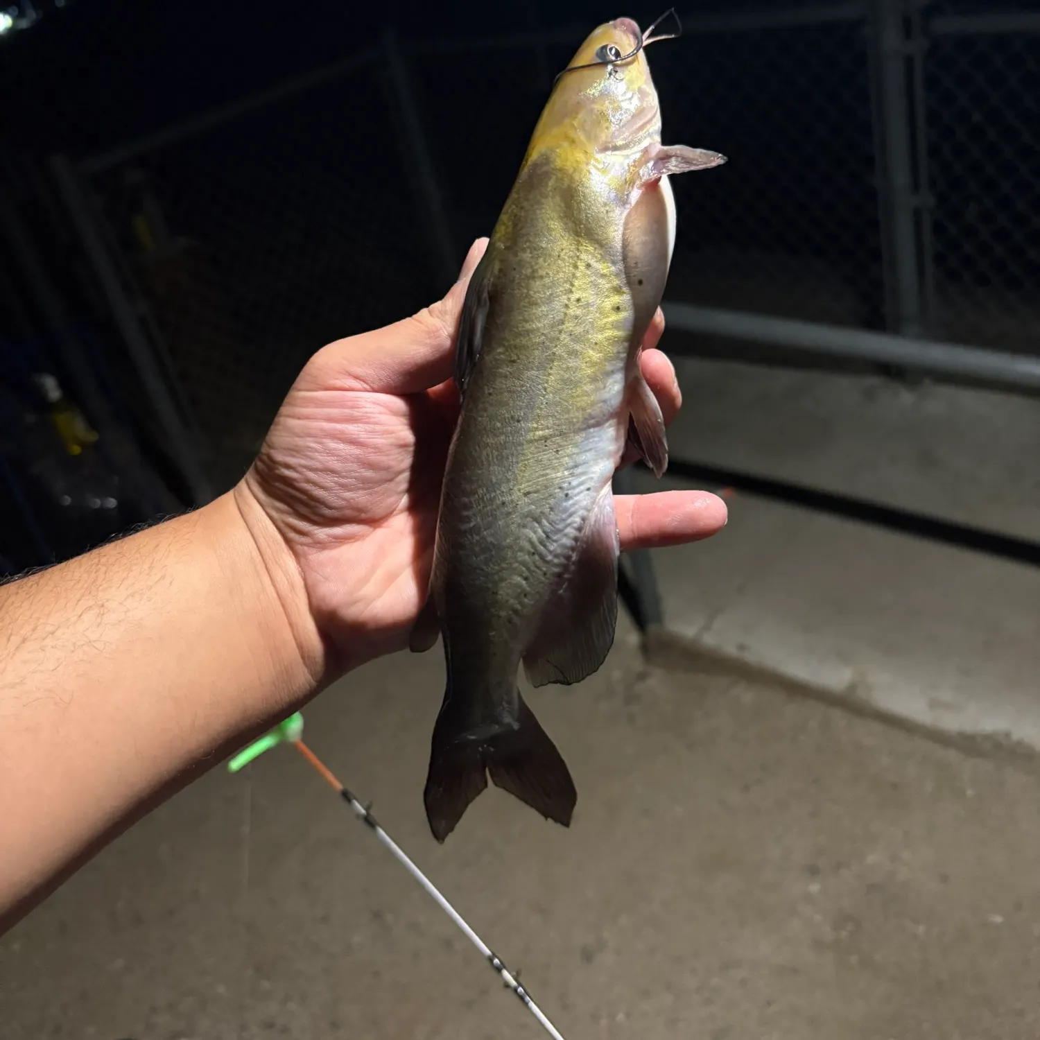 Channel catfish caught on Fishbrain